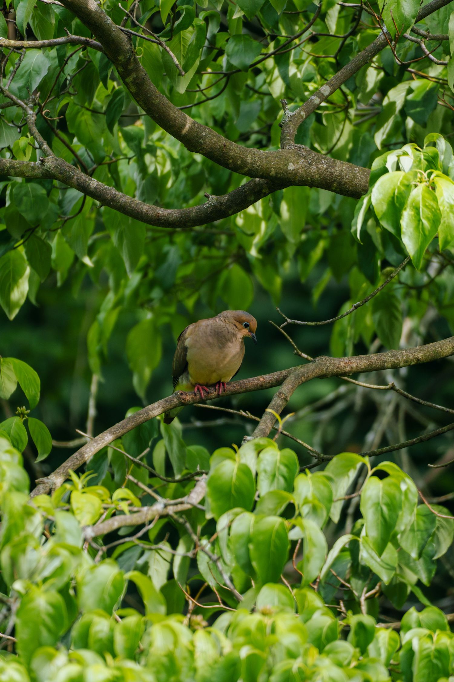 A small brown bird perched on a branch surrounded by lush green leaves in a dense tree canopy.