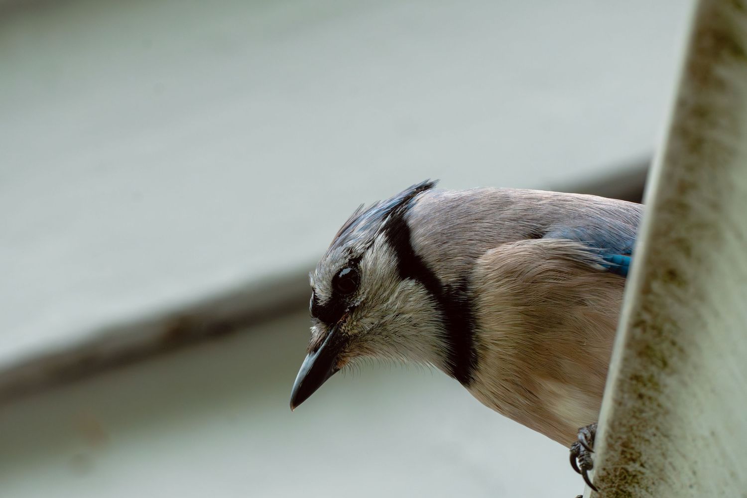 Close-up of a Blue Jay bird perched near a post, showing its distinctive blue and white plumage and black markings.