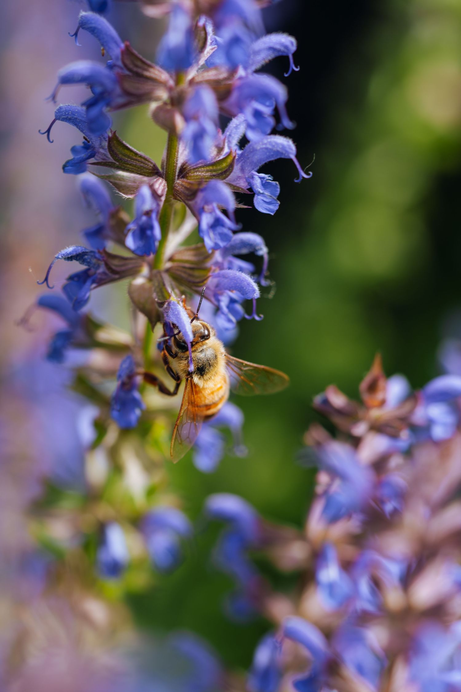 A honeybee collecting nectar from vibrant purple salvia flowers in a garden, with a soft bokeh green background.