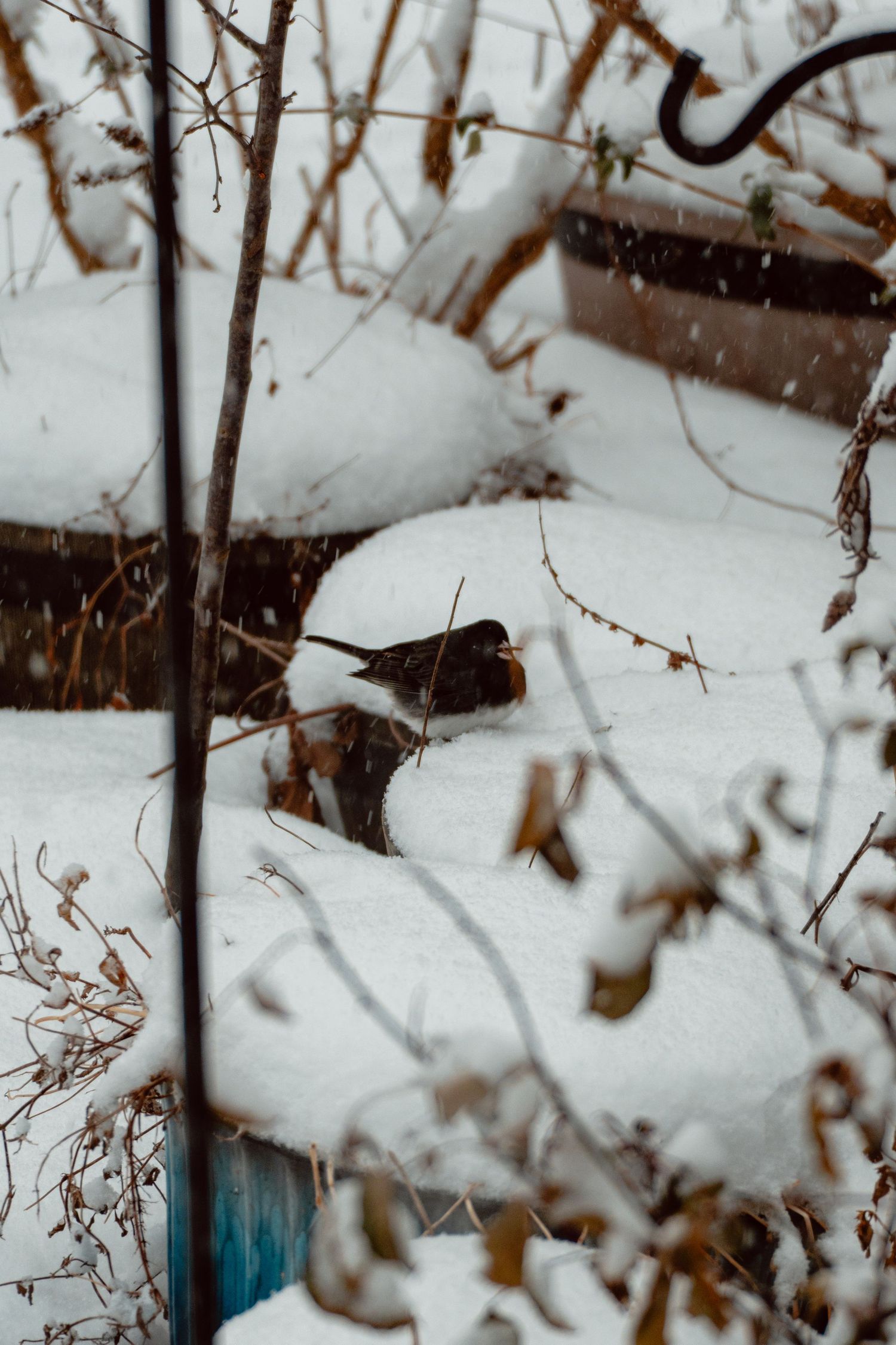 Small bird sheltering among snow-covered branches and logs during a winter storm.