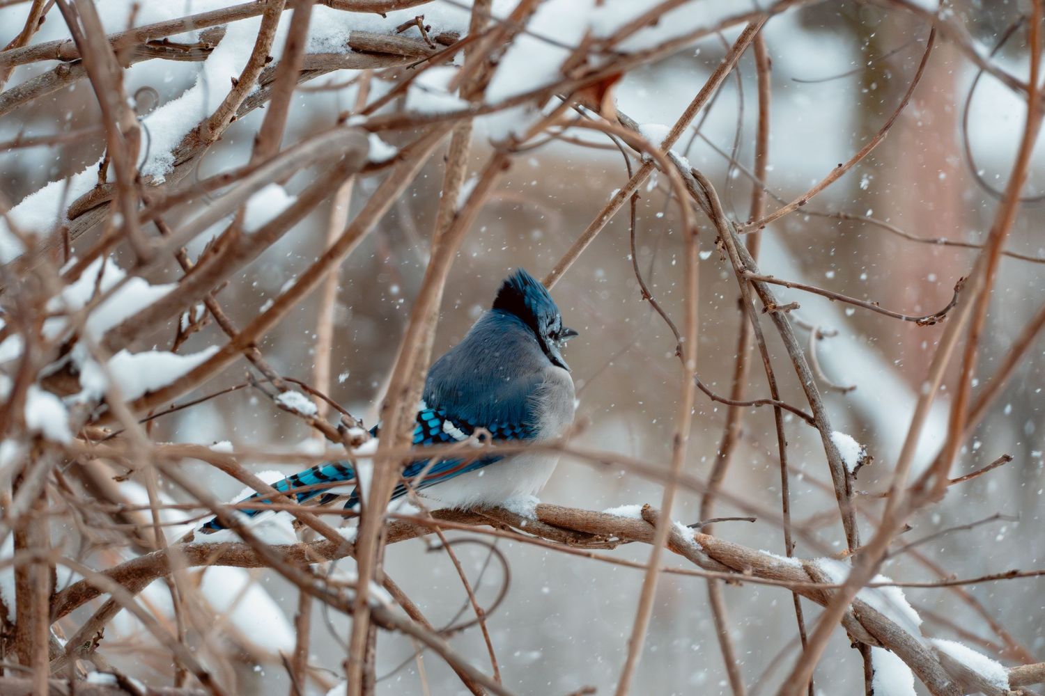 A blue jay perches on snow-covered bare branches during a heavy winter snowfall.