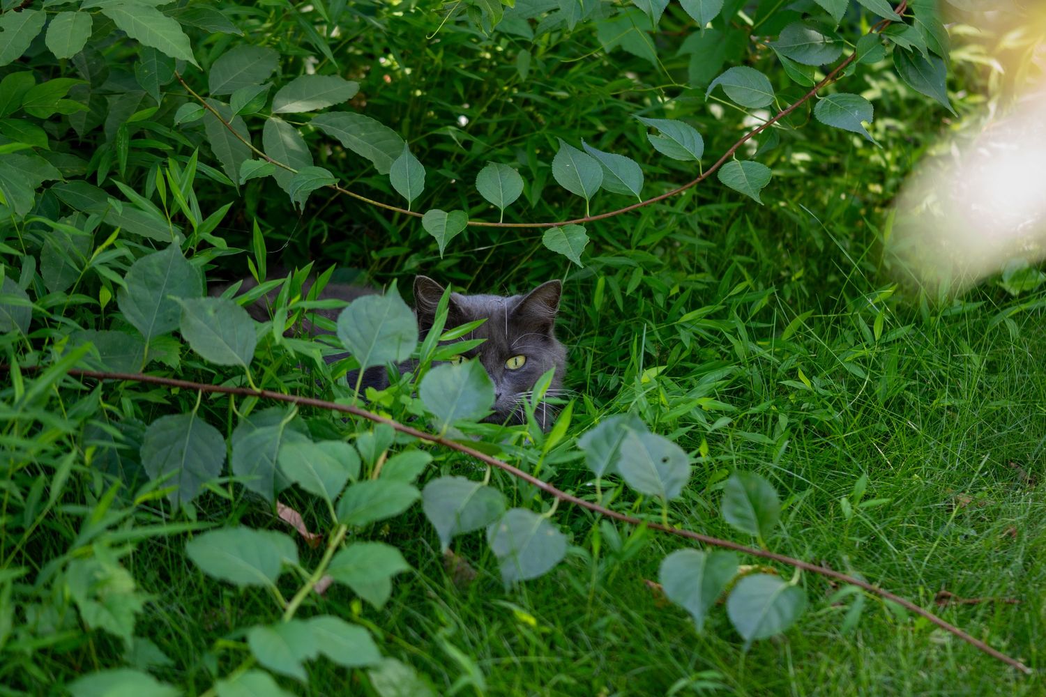 A gray cat peers through lush green foliage and branches in a garden.