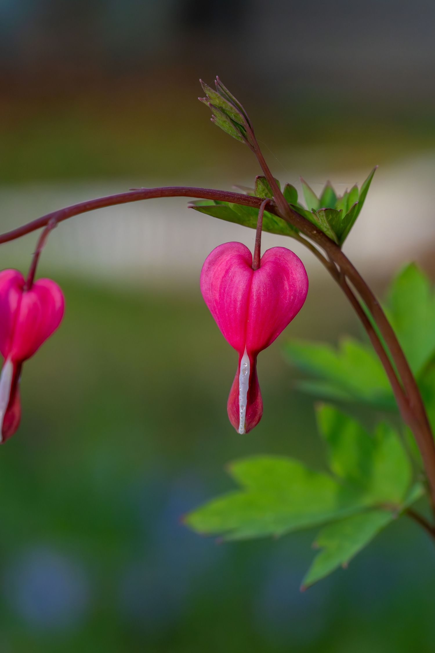 Single pink bleeding heart flower hanging from a curved stem with green leaves in soft focus.