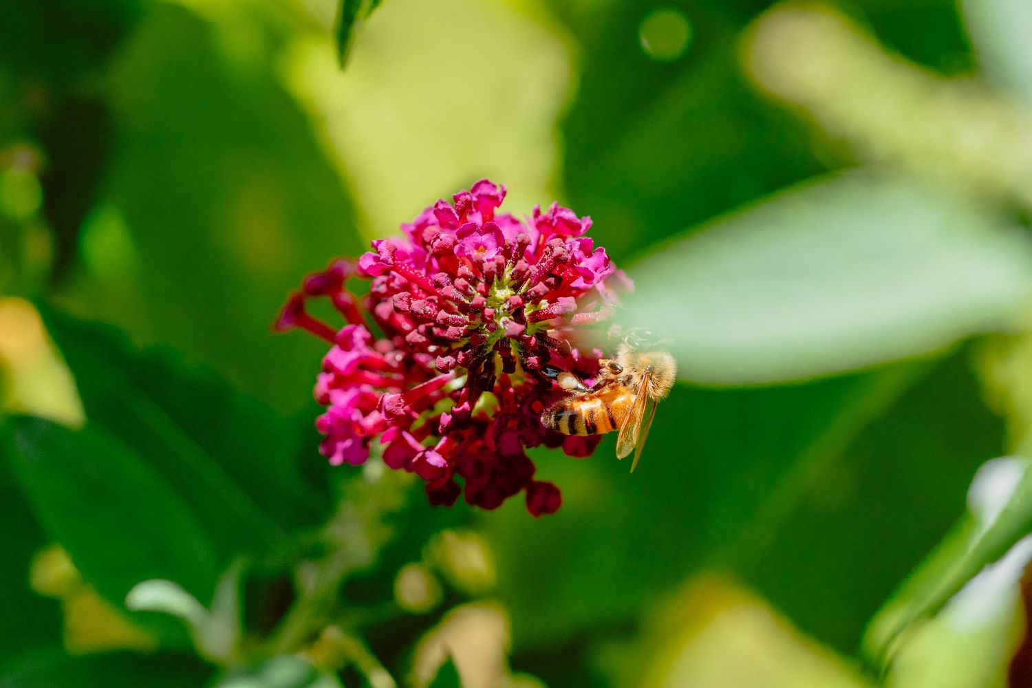 A honeybee hovering near a rich pink butterfly bush bloom in a sunlit garden.