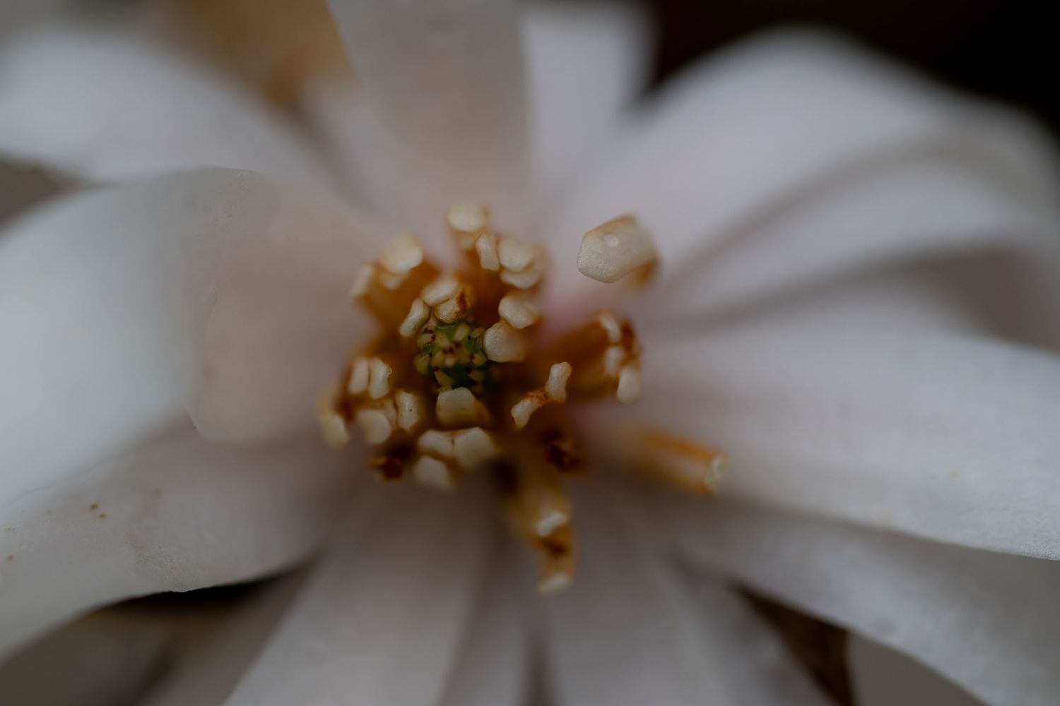 Macro close-up of a white flower center showing delicate stamens and pistils.