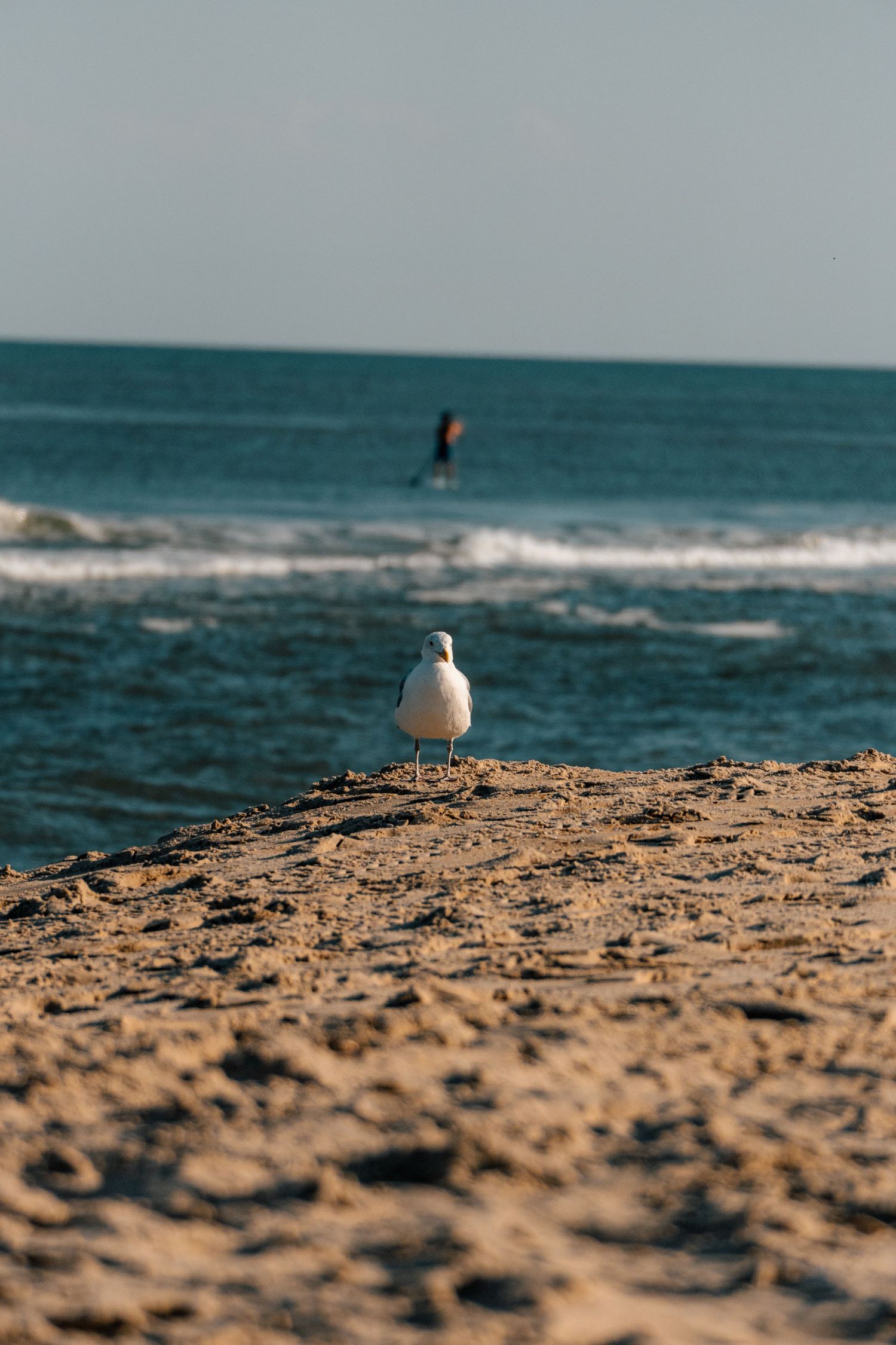 A lone seagull stands on sandy beach with a surfer and blue ocean waves in the distance.