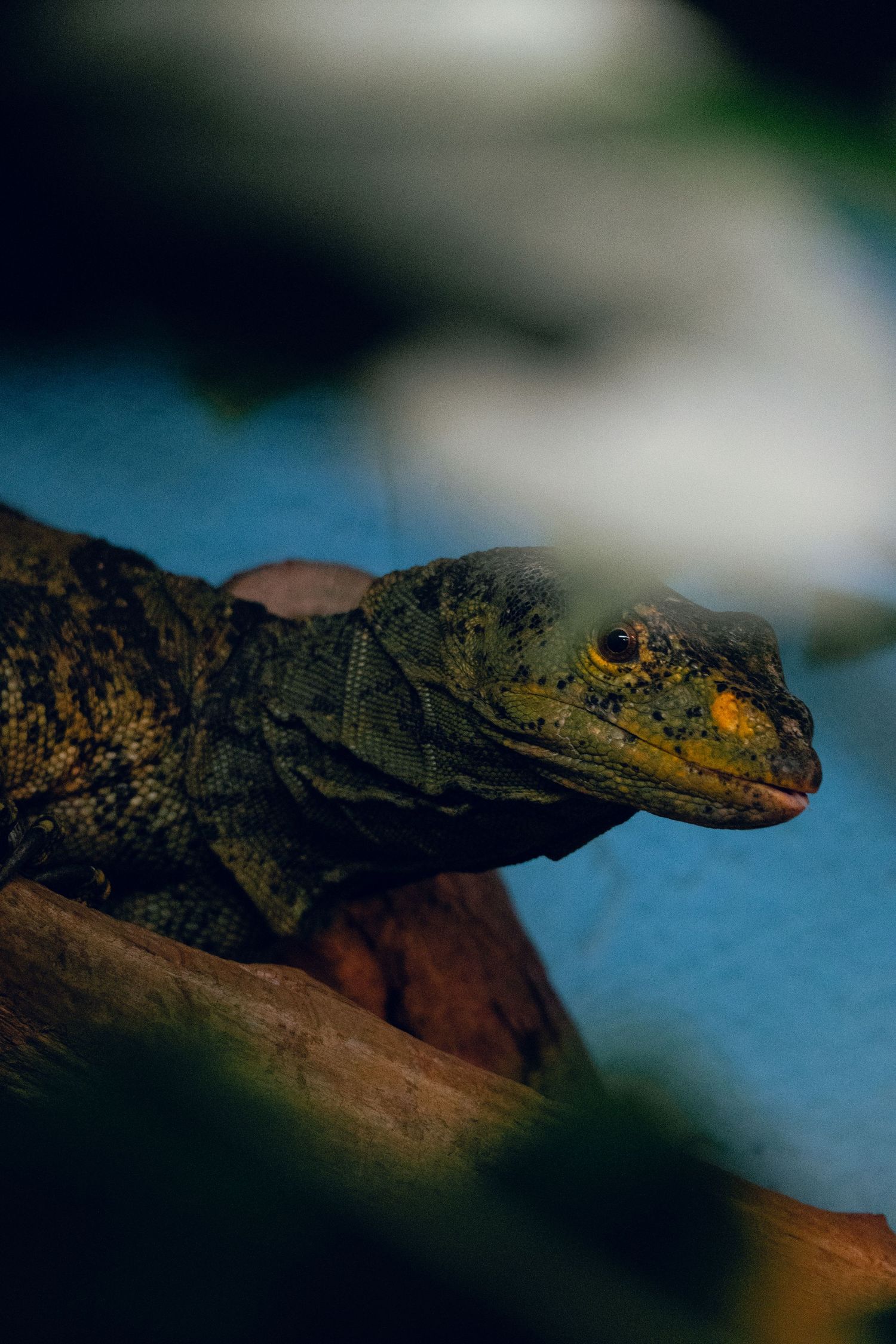 A close-up of a large monitor lizard with textured green-brown scales and yellow markings resting on a wooden log.