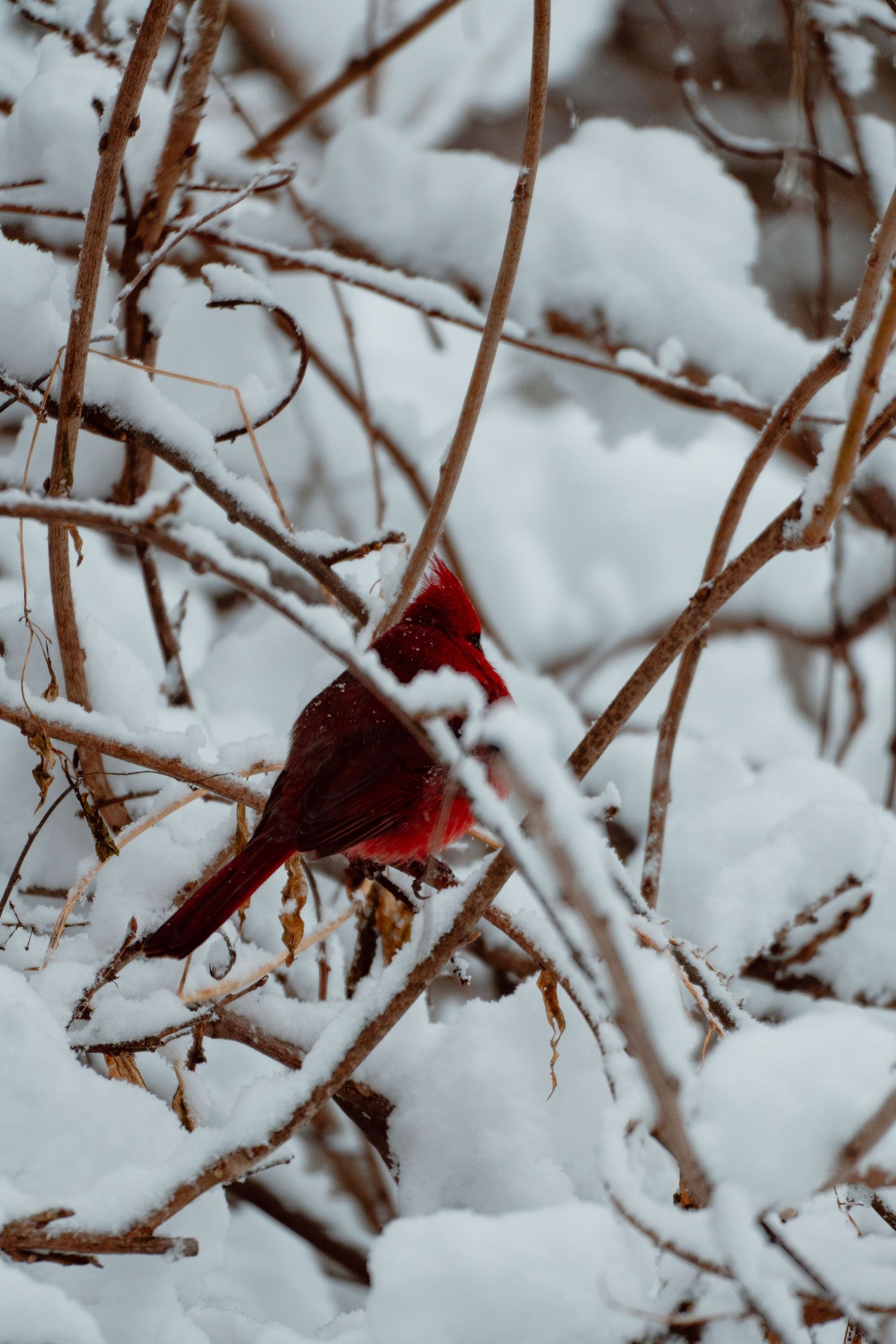 A vibrant red male cardinal perched among snow-covered branches during winter.