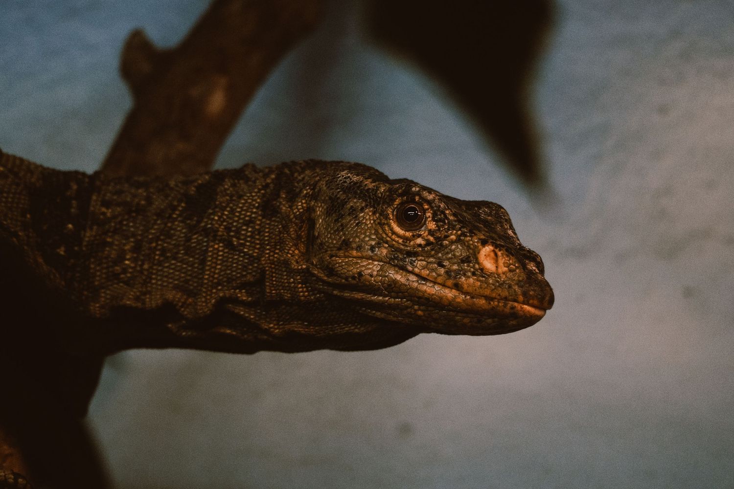 Close-up of a dark brown lizard resting on a branch in dim lighting.