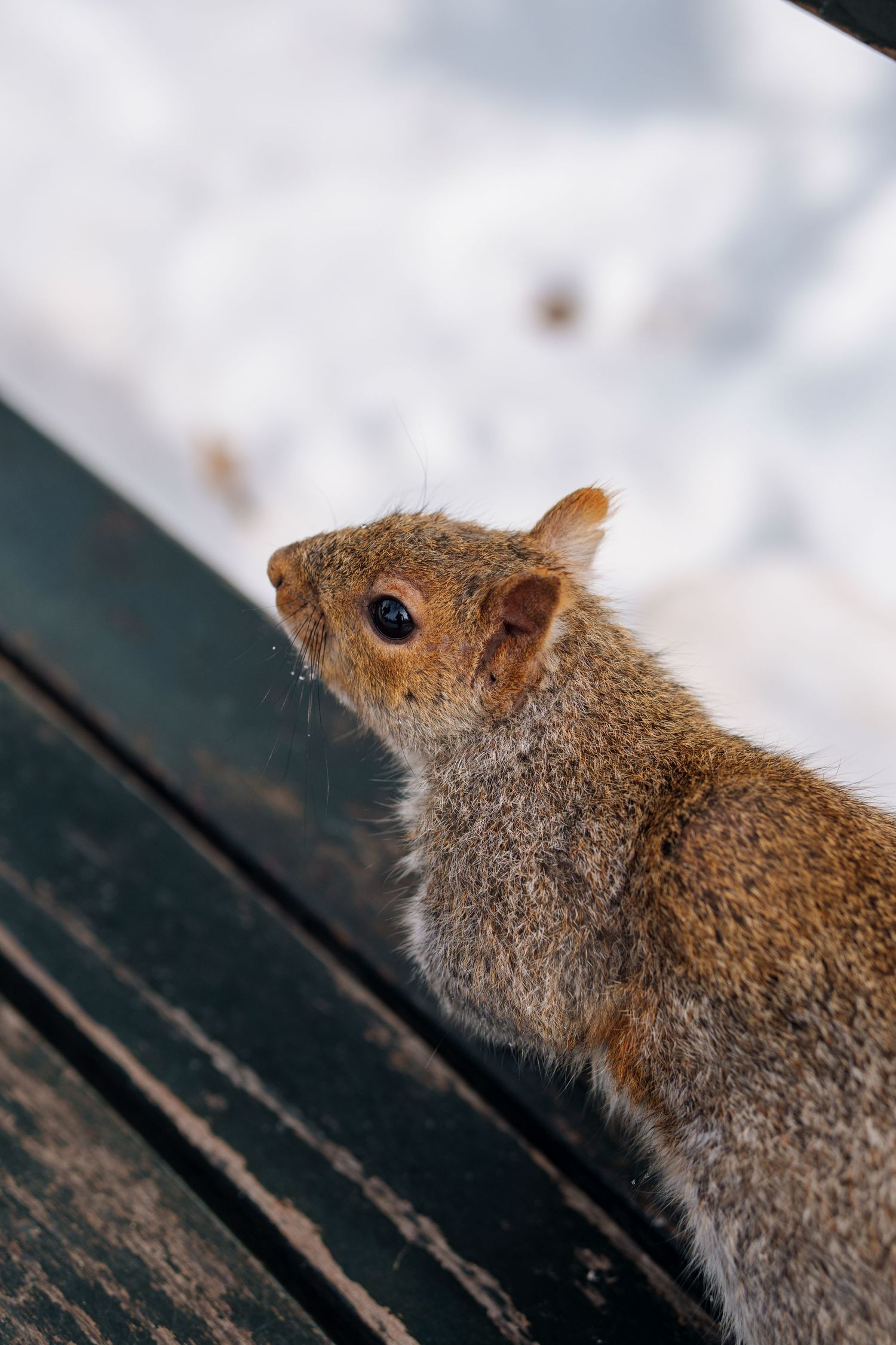 Close-up of a curious gray squirrel perched on a weathered wooden bench with snow in background.