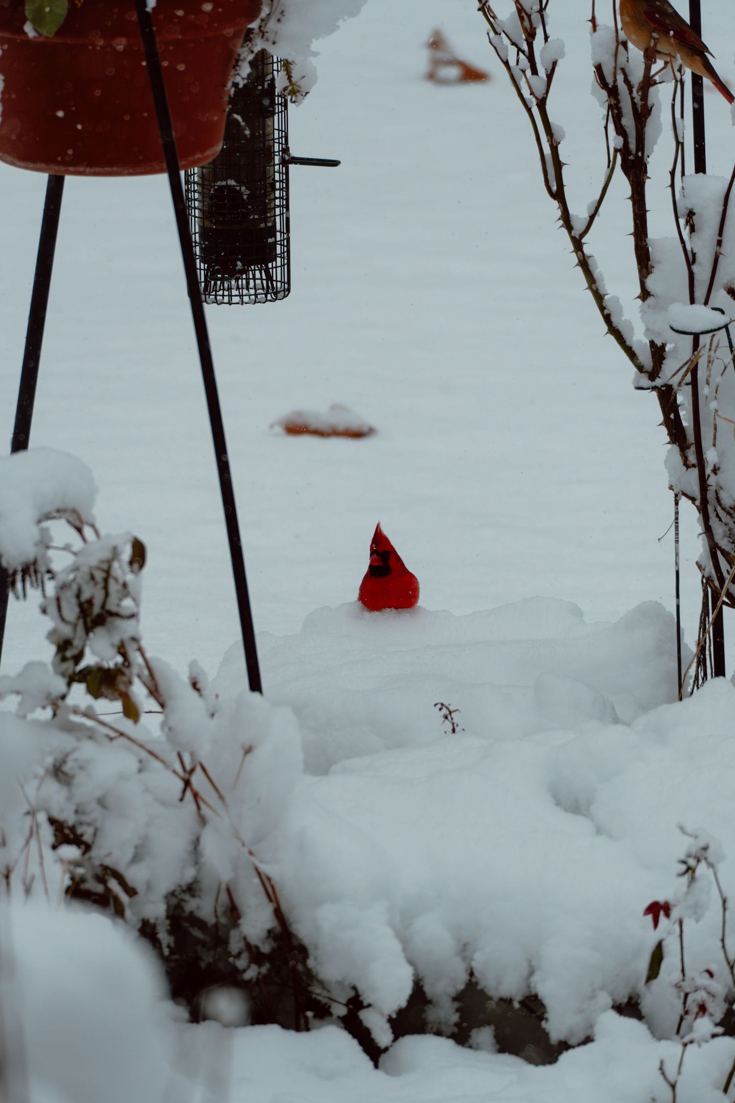 A vibrant red male cardinal sits in deep snow near bird feeders during a winter snowstorm.