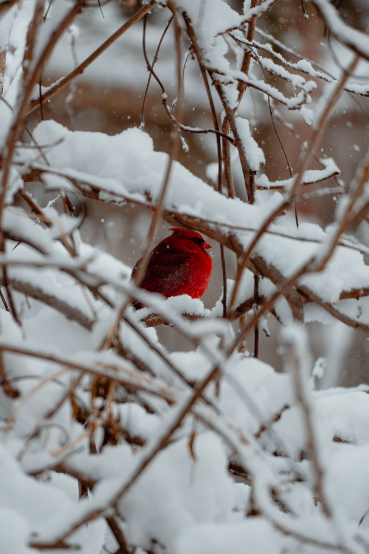 A red male northern cardinal nestles among tangled snow-covered branches in a winter snowfall.
