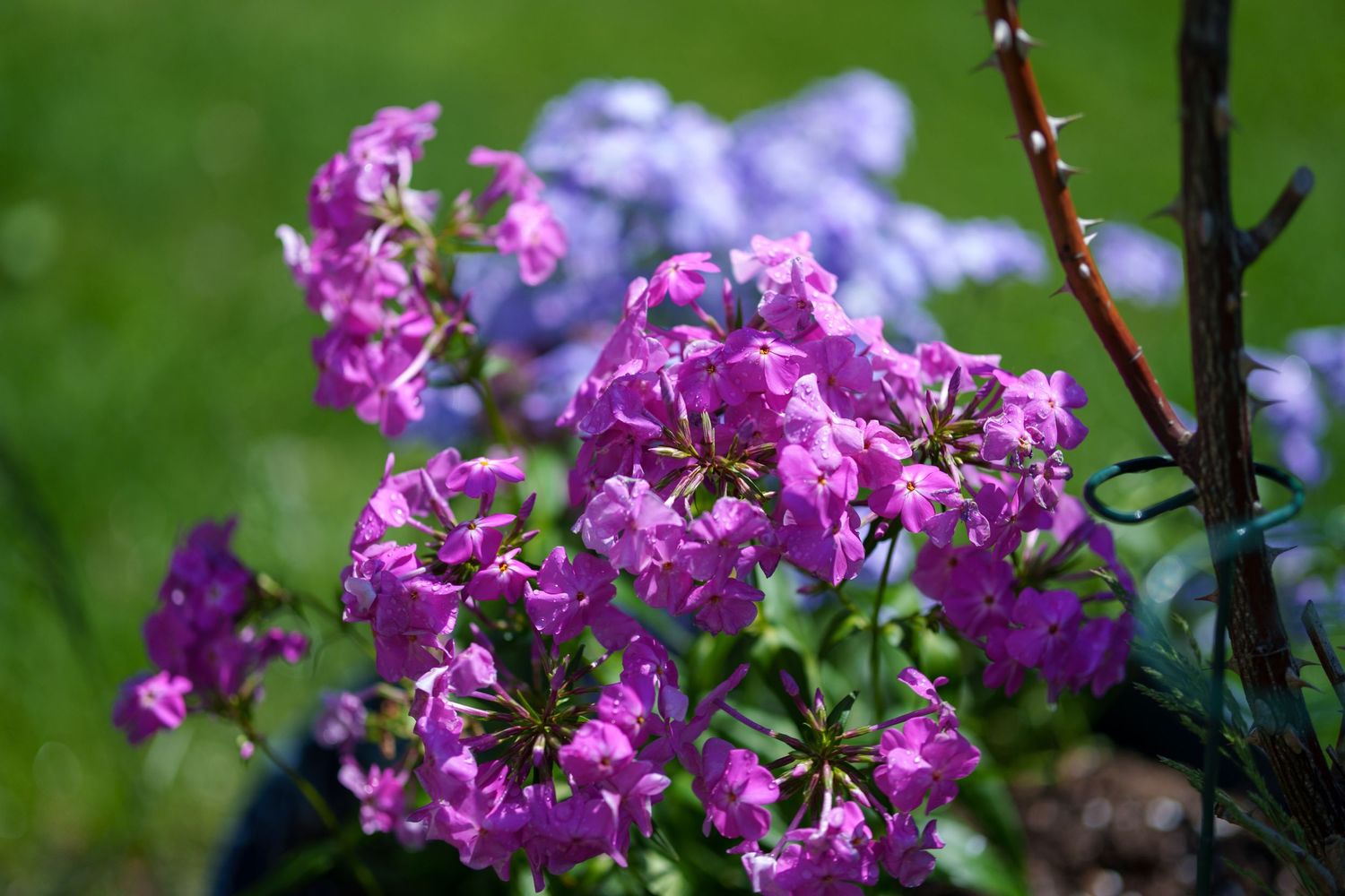 Cluster of bright purple phlox flowers blooming in a sunny garden with green foliage.