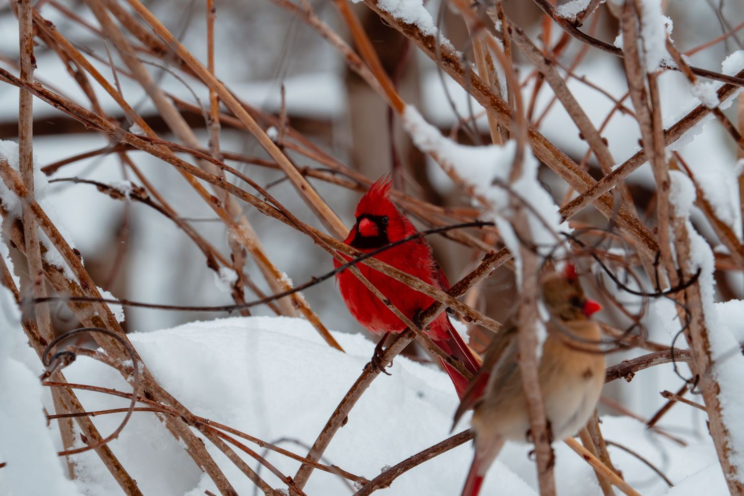 A vivid red male cardinal and brown female cardinal perched on snow-covered twigs.