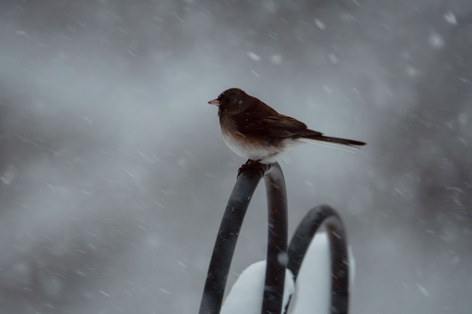 A dark-eyed junco bird sitting atop a curved metal post during a snowy winter storm.
