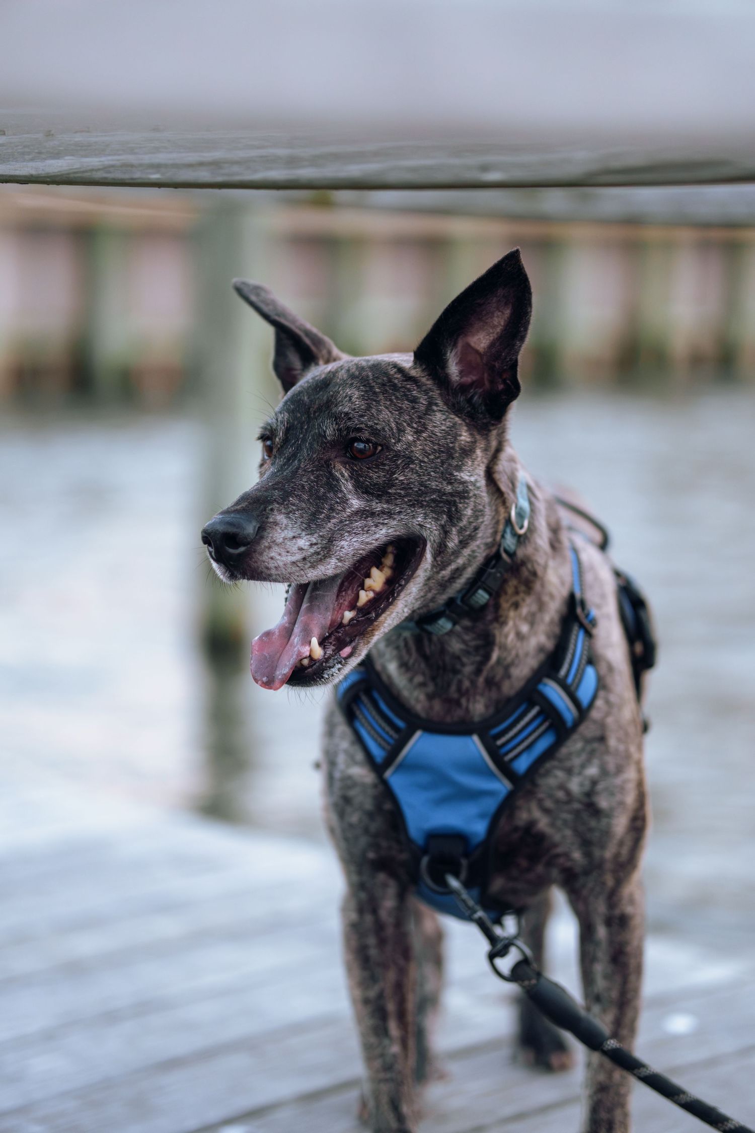 Brindle dog wearing a blue harness and leash stands on a wooden dock with water in the background.