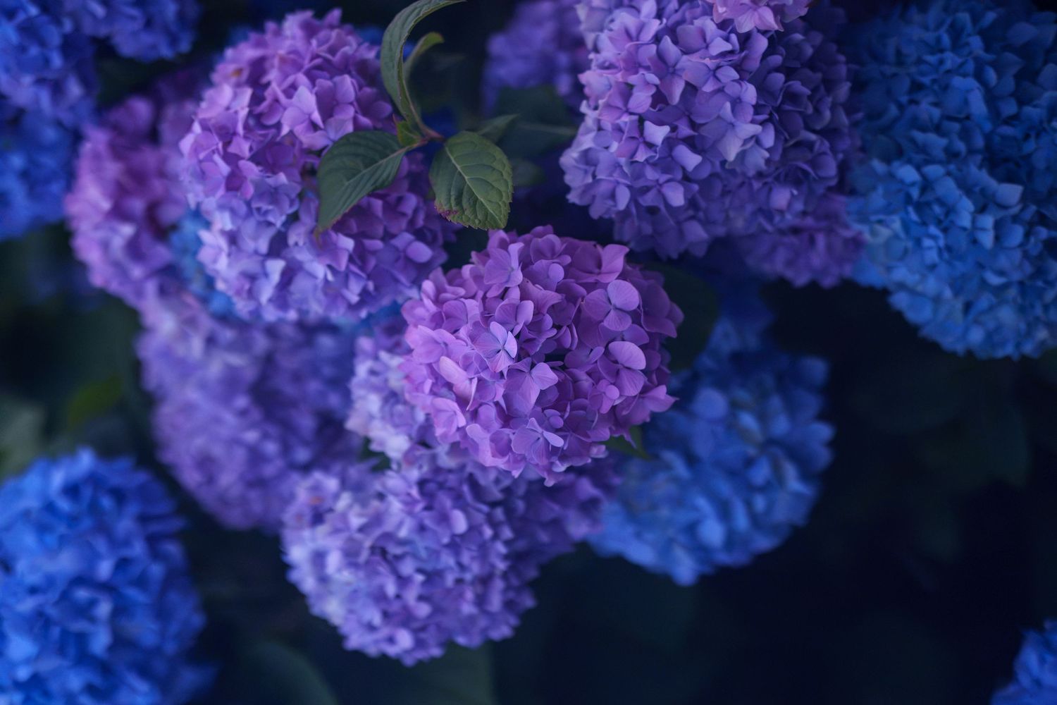 Purple and blue hydrangea flowers in full bloom against a dark background.