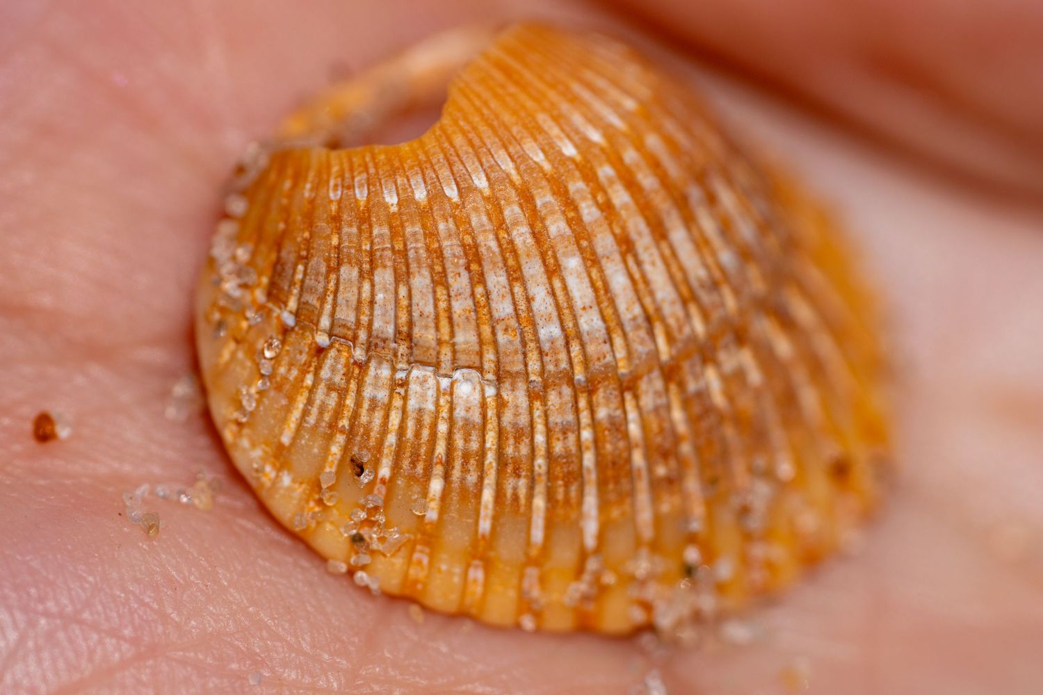 Close-up of a small orange ribbed seashell resting on a human palm, covered with fine sand grains.