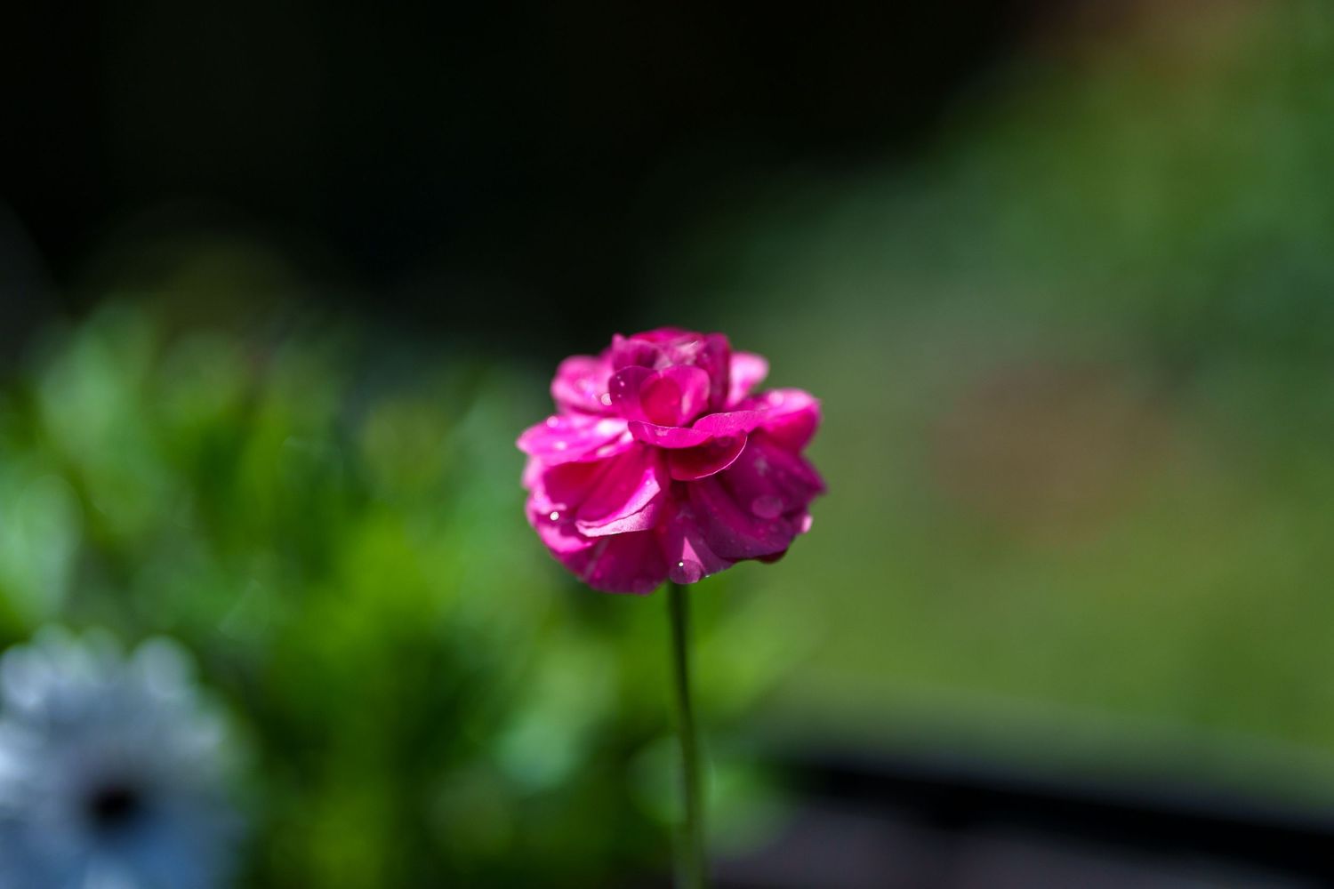 Single pink ranunculus flower on a tall stem with soft green bokeh background.