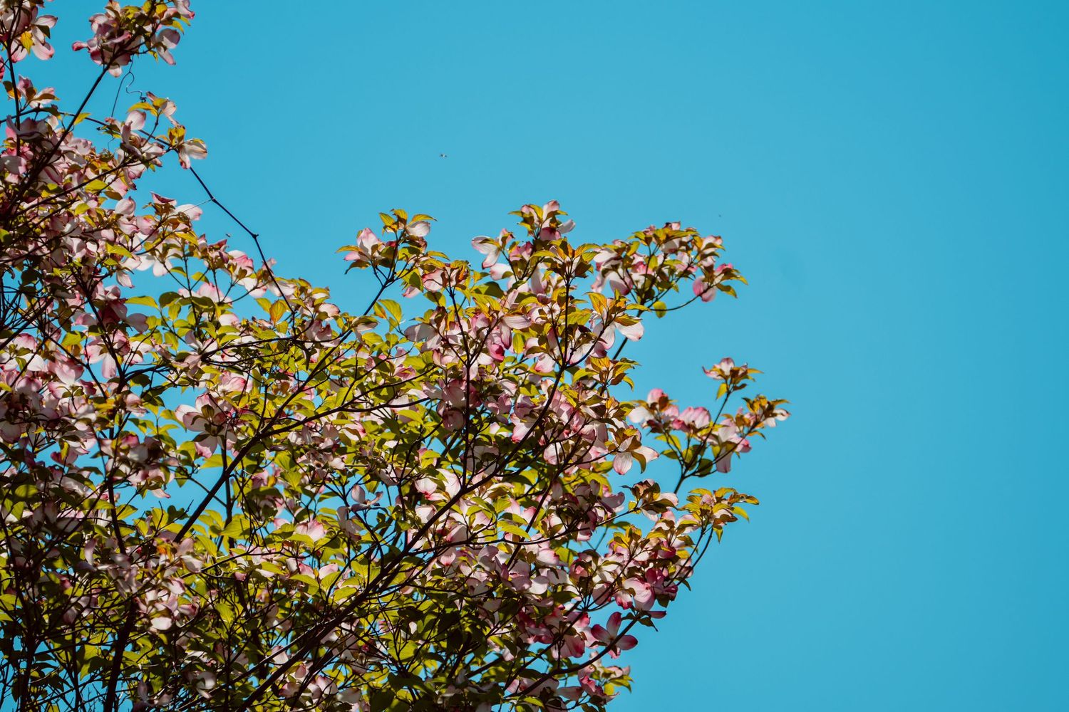 Blooming pink dogwood tree branches with green leaves set against a vivid blue sky.