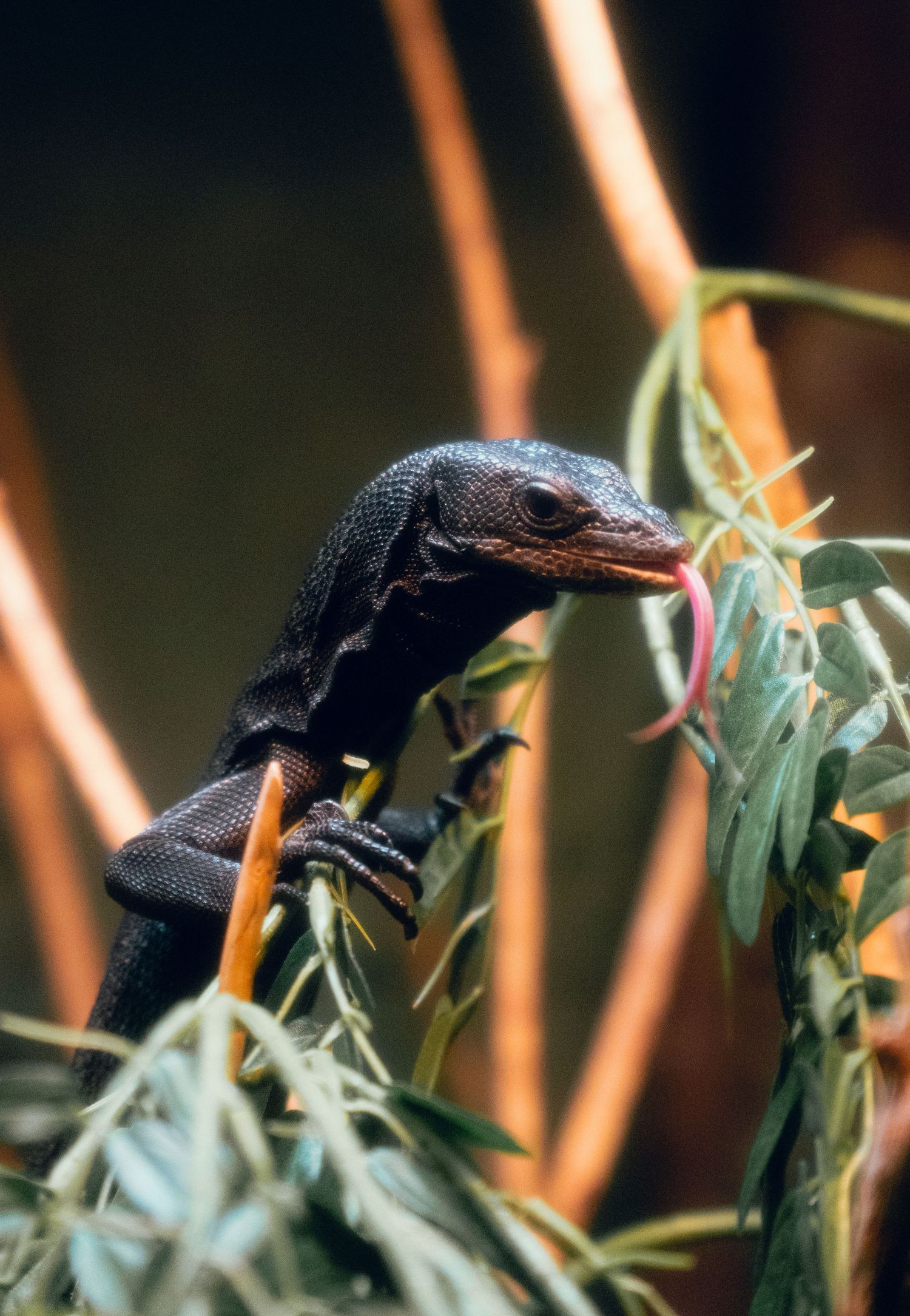 A black monitor lizard with forked tongue extended, perched on green plants among orange reeds.
