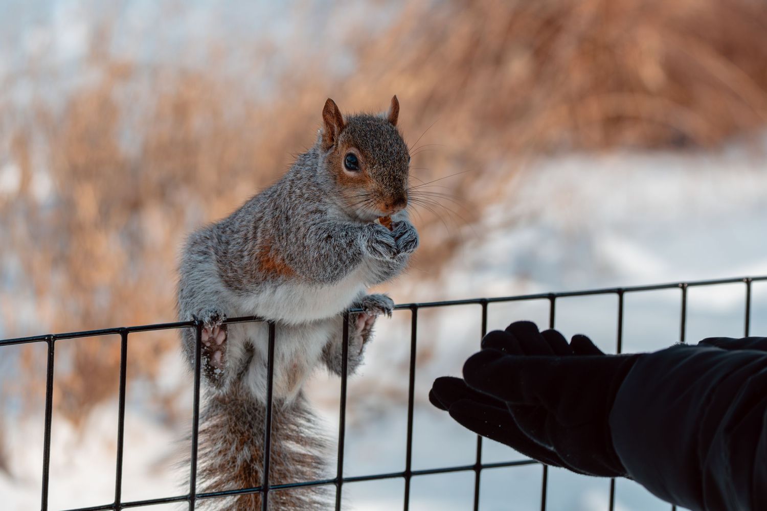 A gray squirrel perched on top of a metal fence accepting food from a black-gloved hand in winter.
