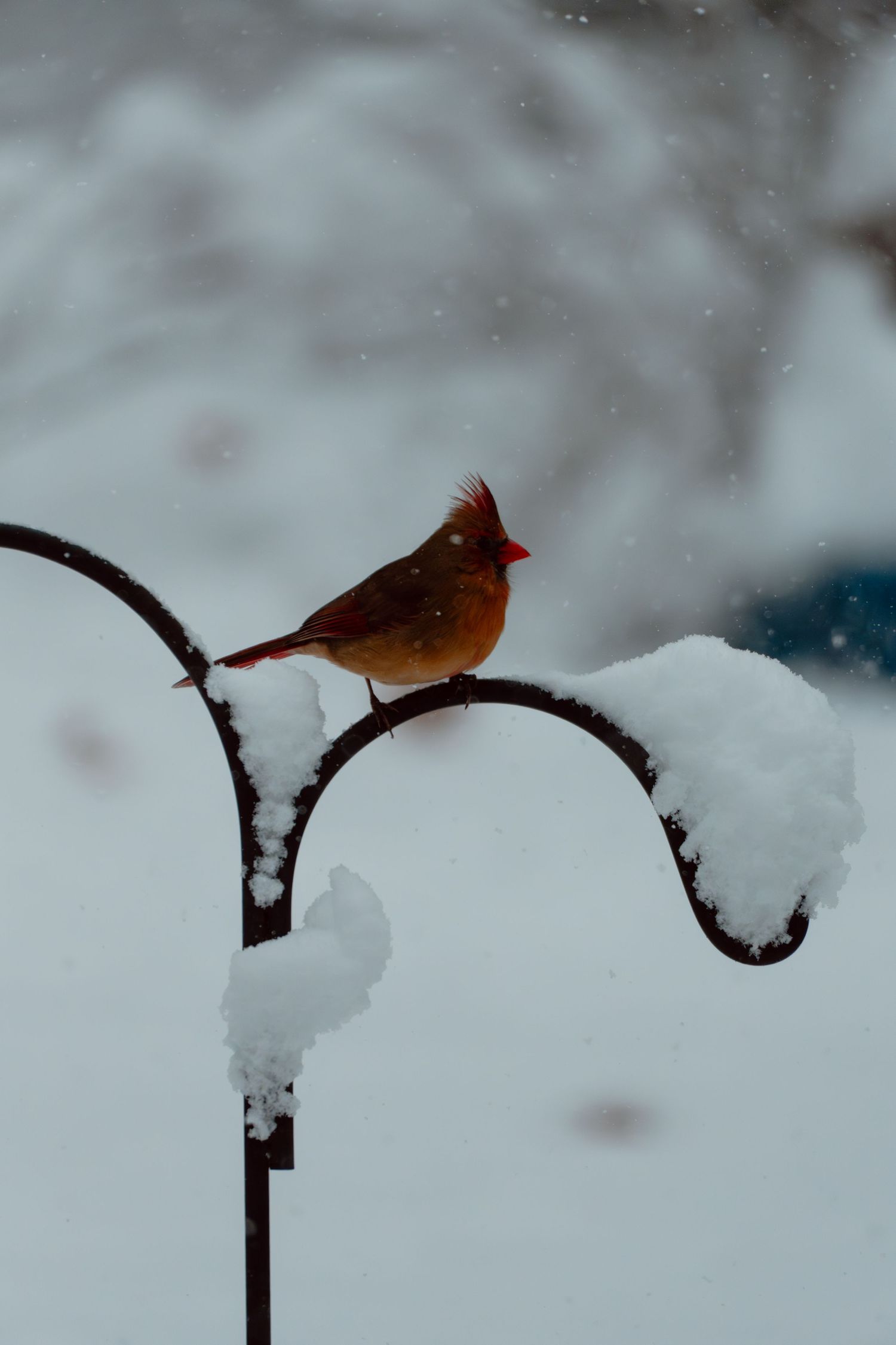A female northern cardinal perched on a snow-laden curved metal garden hook in winter.