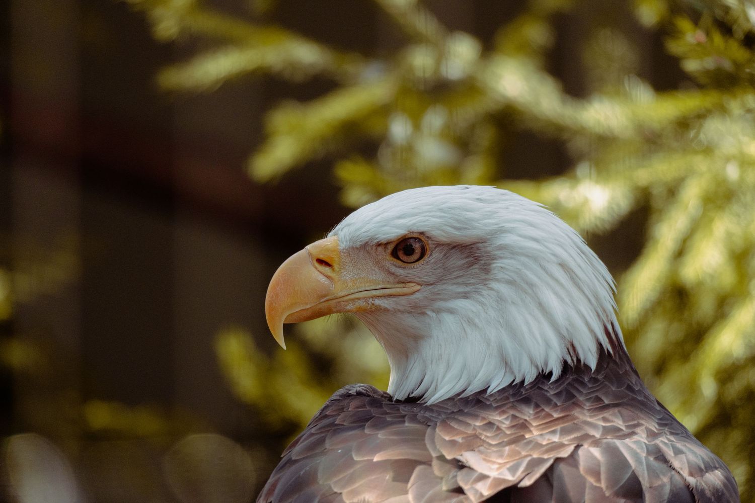 Close-up portrait of a bald eagle with white head feathers and brown body against bokeh background.