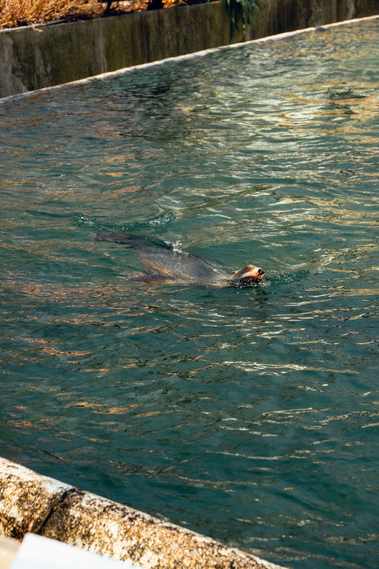 A seal swimming gracefully through turquoise water in an enclosed zoo habitat.
