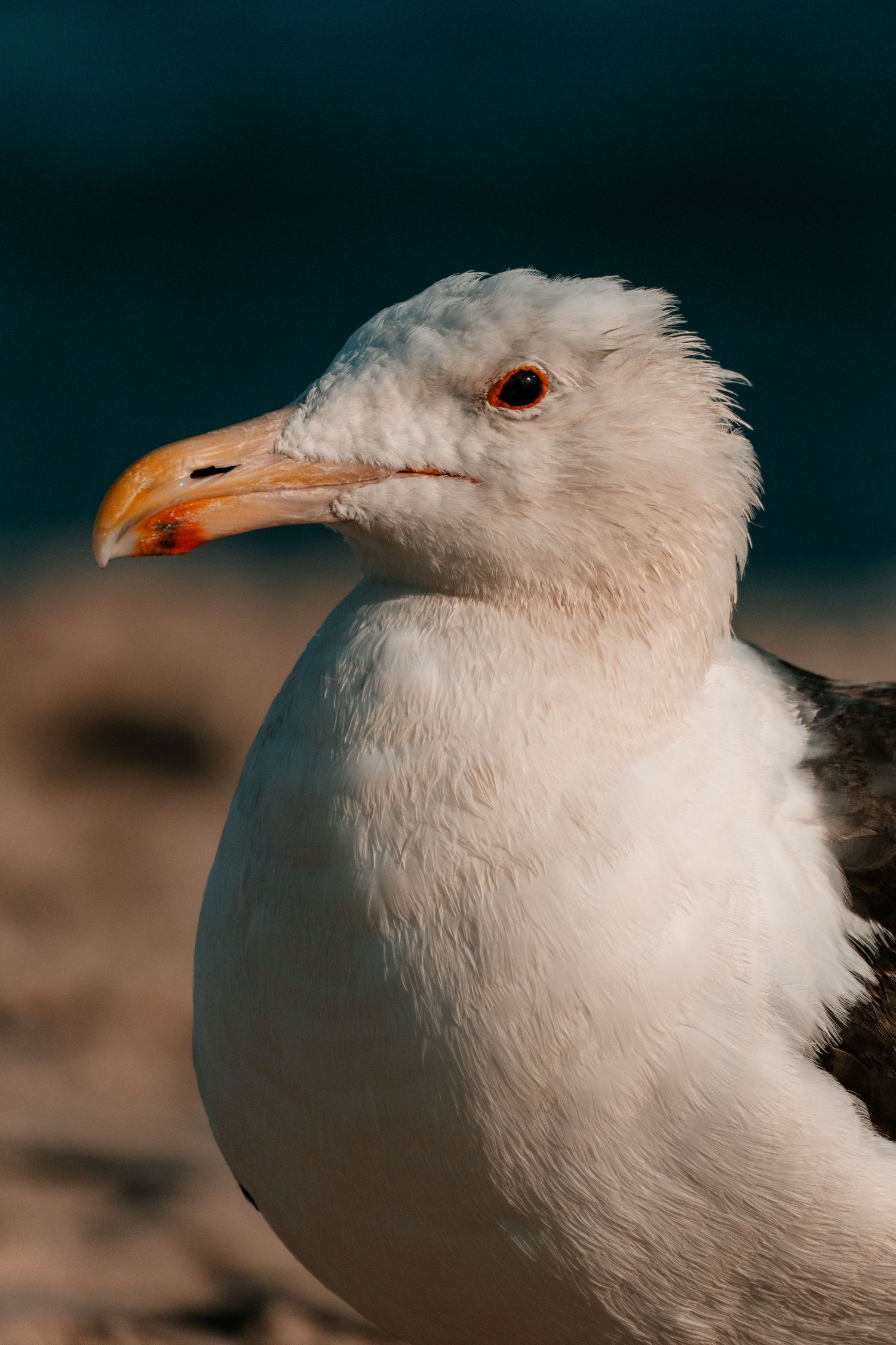 Close-up portrait of a fluffy white seagull with dark wings and yellow beak against teal background.