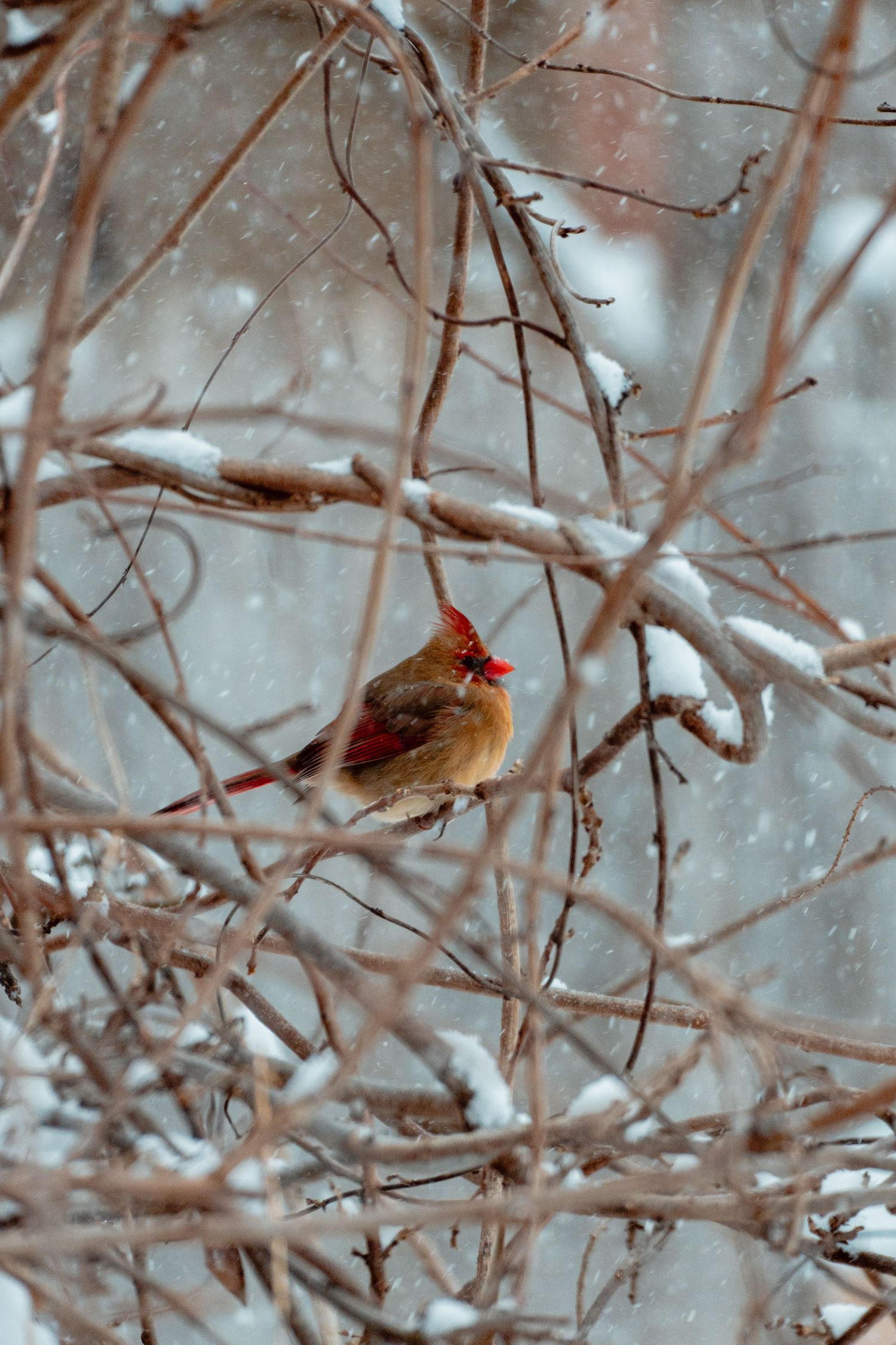 Female northern cardinal perched on snow-covered branches during a winter snowstorm.