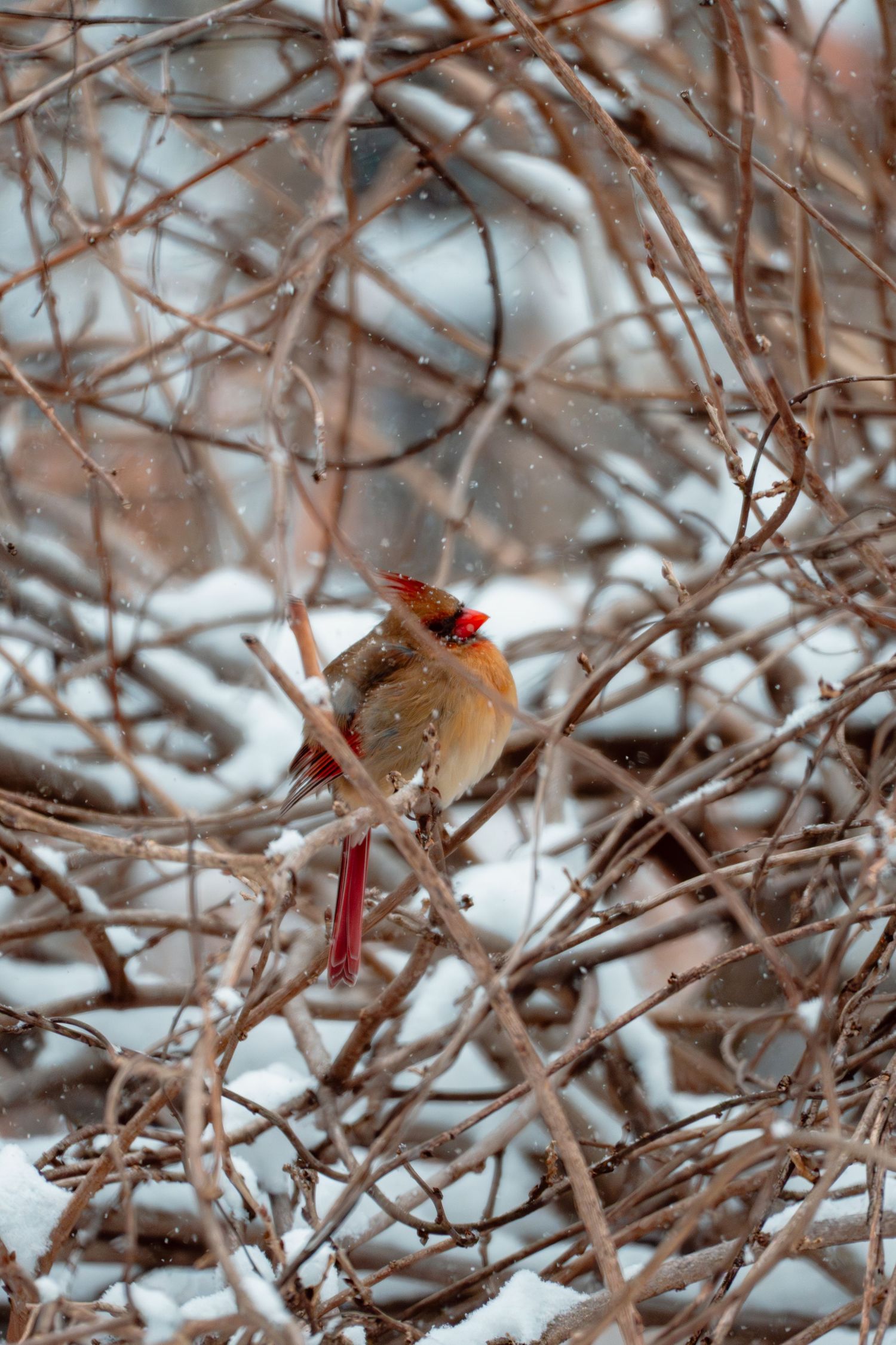A female northern cardinal perches among snow-dusted bare branches during a winter snowstorm.