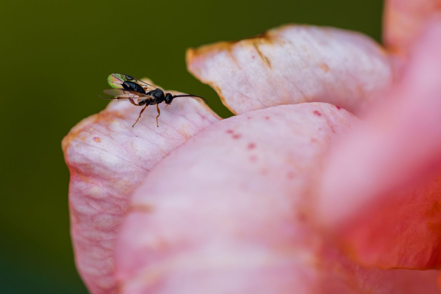 A small black fly perched on the edge of a delicate pink flower petal with a blurred green background.
