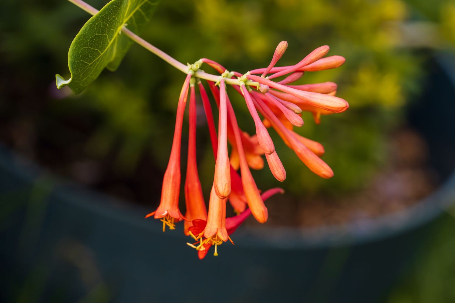 Vibrant orange and red honeysuckle flowers hanging from a vine branch with green leaves in soft bokeh background.