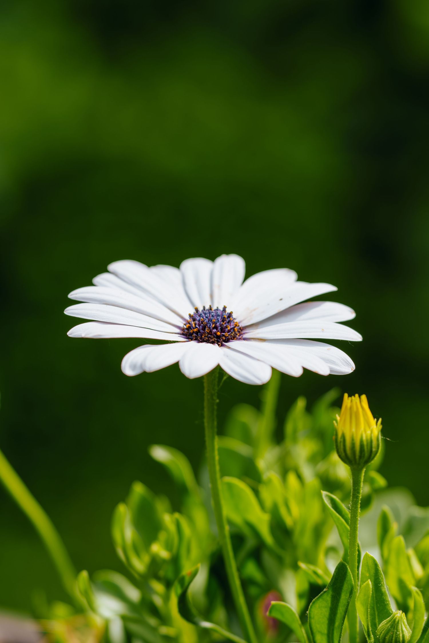 White daisy flower with purple center blooming against a lush green background, with a yellow bud nearby.