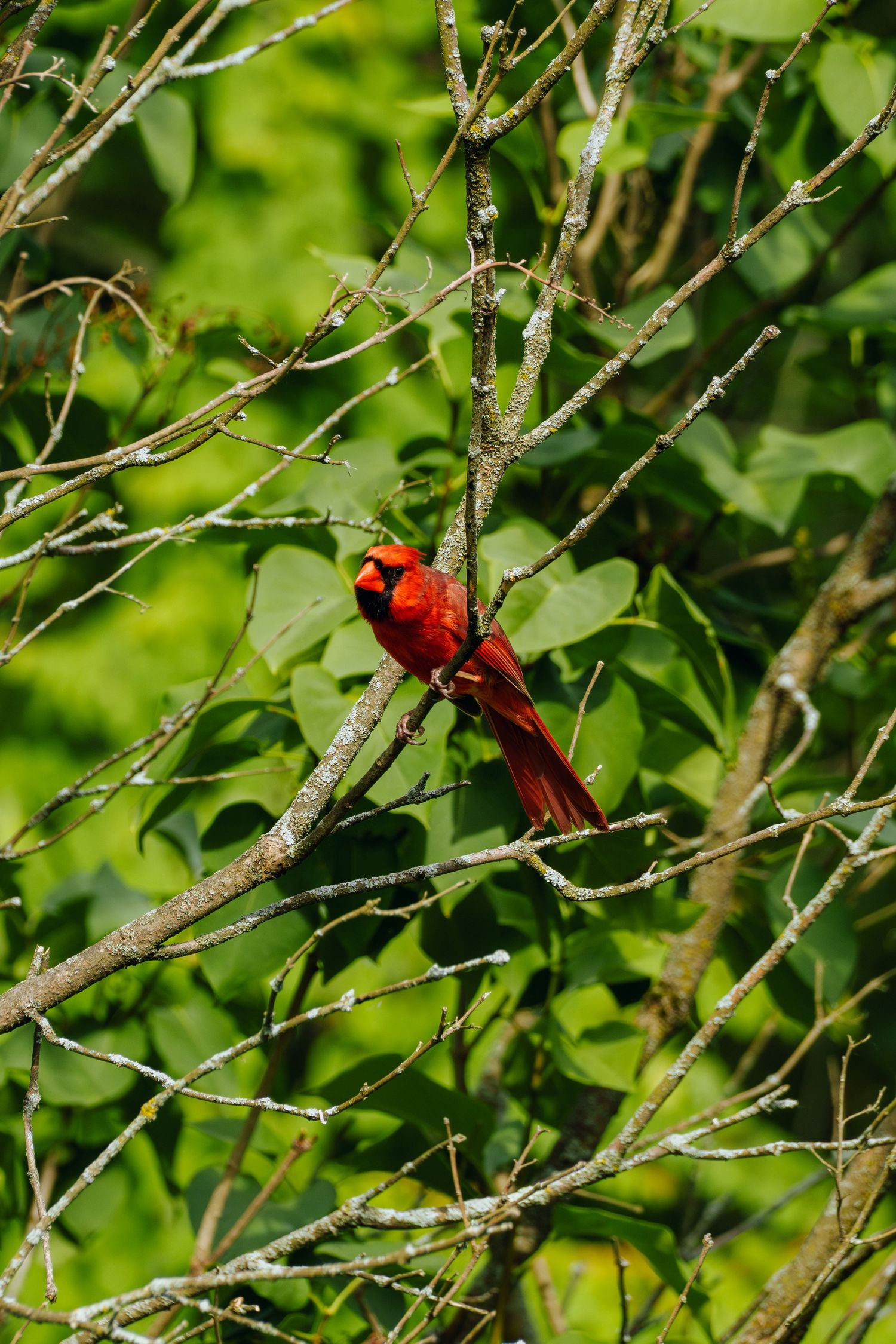 A vibrant male Northern Cardinal perched on a bare branch surrounded by lush green foliage in natural habitat.