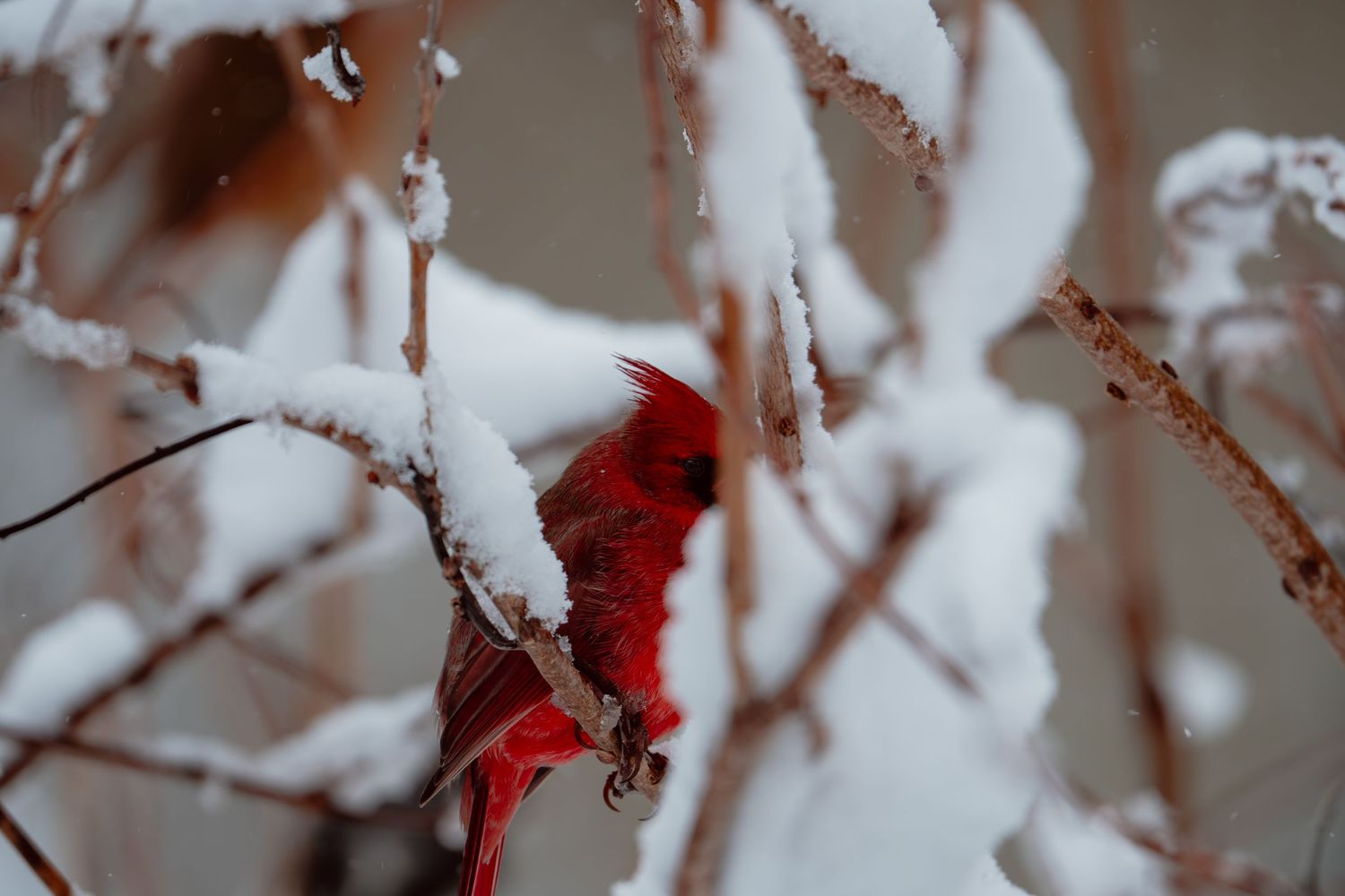 Brilliant red male cardinal partially hidden among snow-laden winter branches.