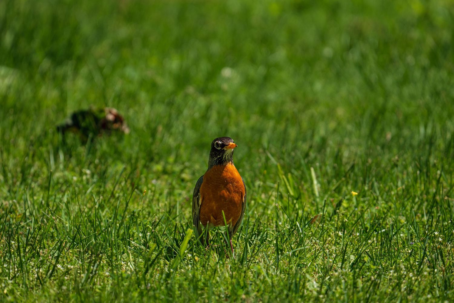 A vibrant American robin facing the camera in a lush green lawn.