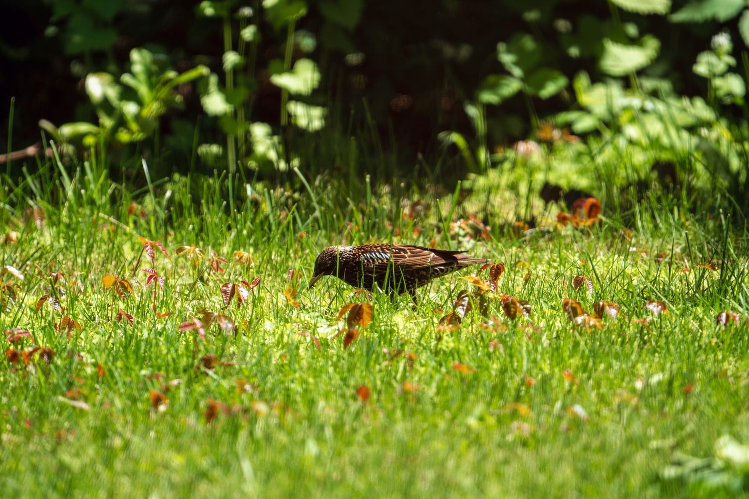 Spotted starling foraging in bright green grass surrounded by wildflowers and garden plants.