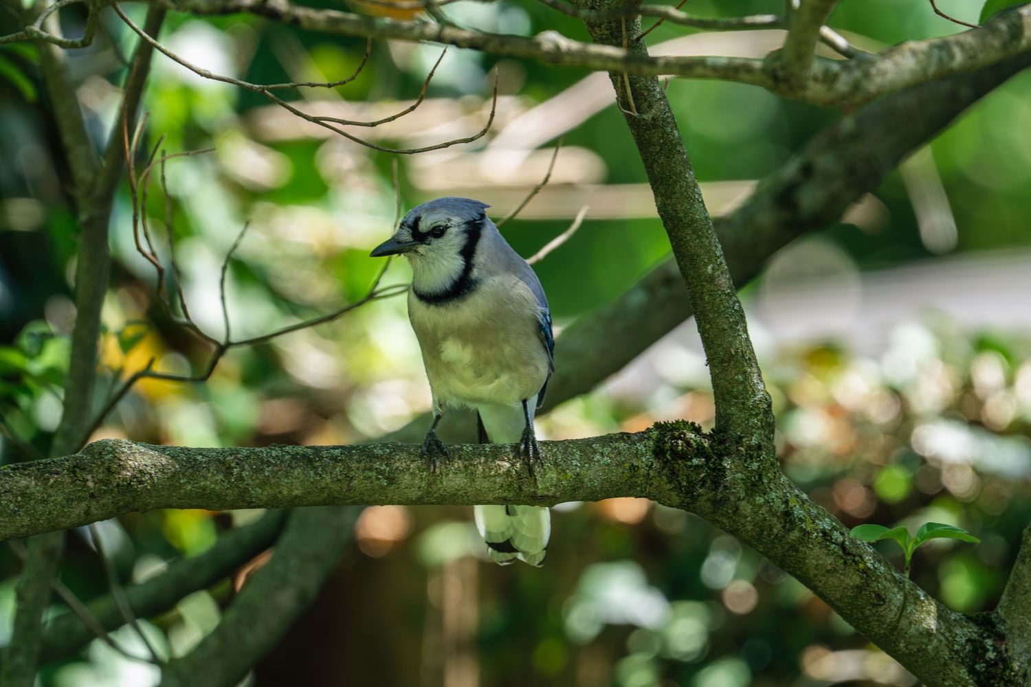 A Blue Jay holding a green item in its beak while perched on a tree branch in dappled sunlight.