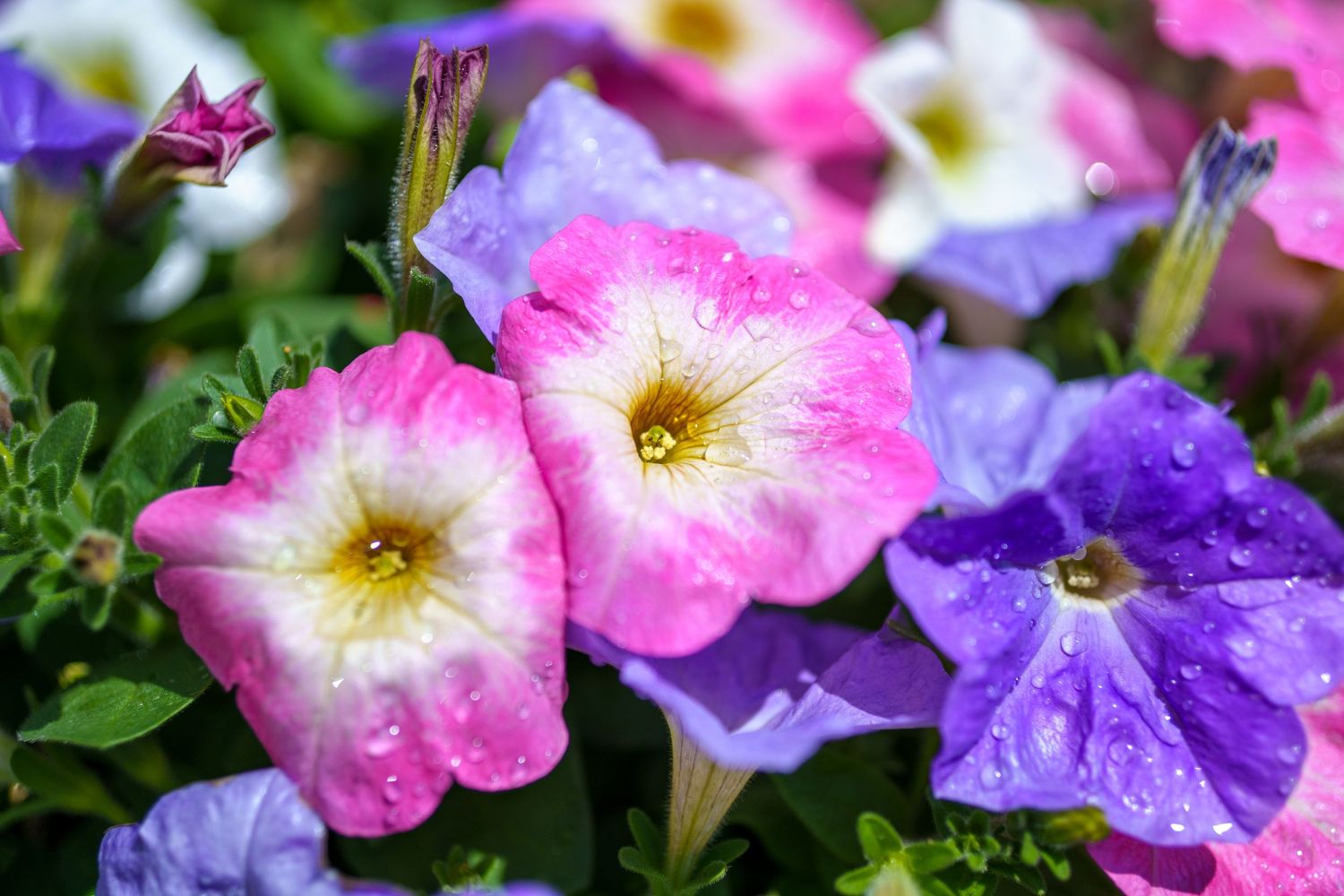 Close-up of pink and purple petunias with water droplets glistening in sunlight.