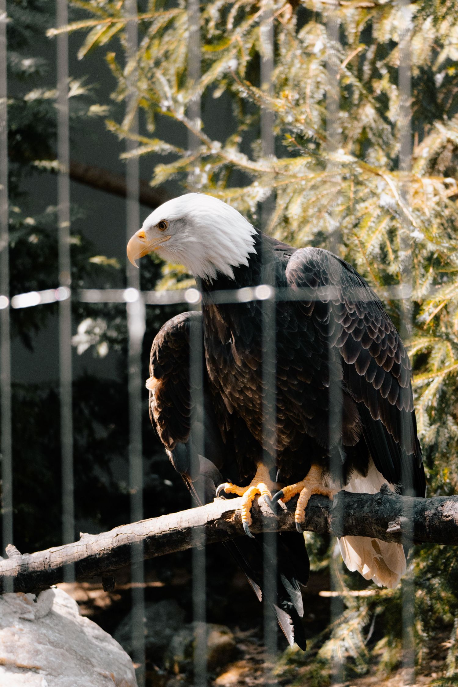 A bald eagle perched on a branch inside a cage enclosure with green trees visible in the background.