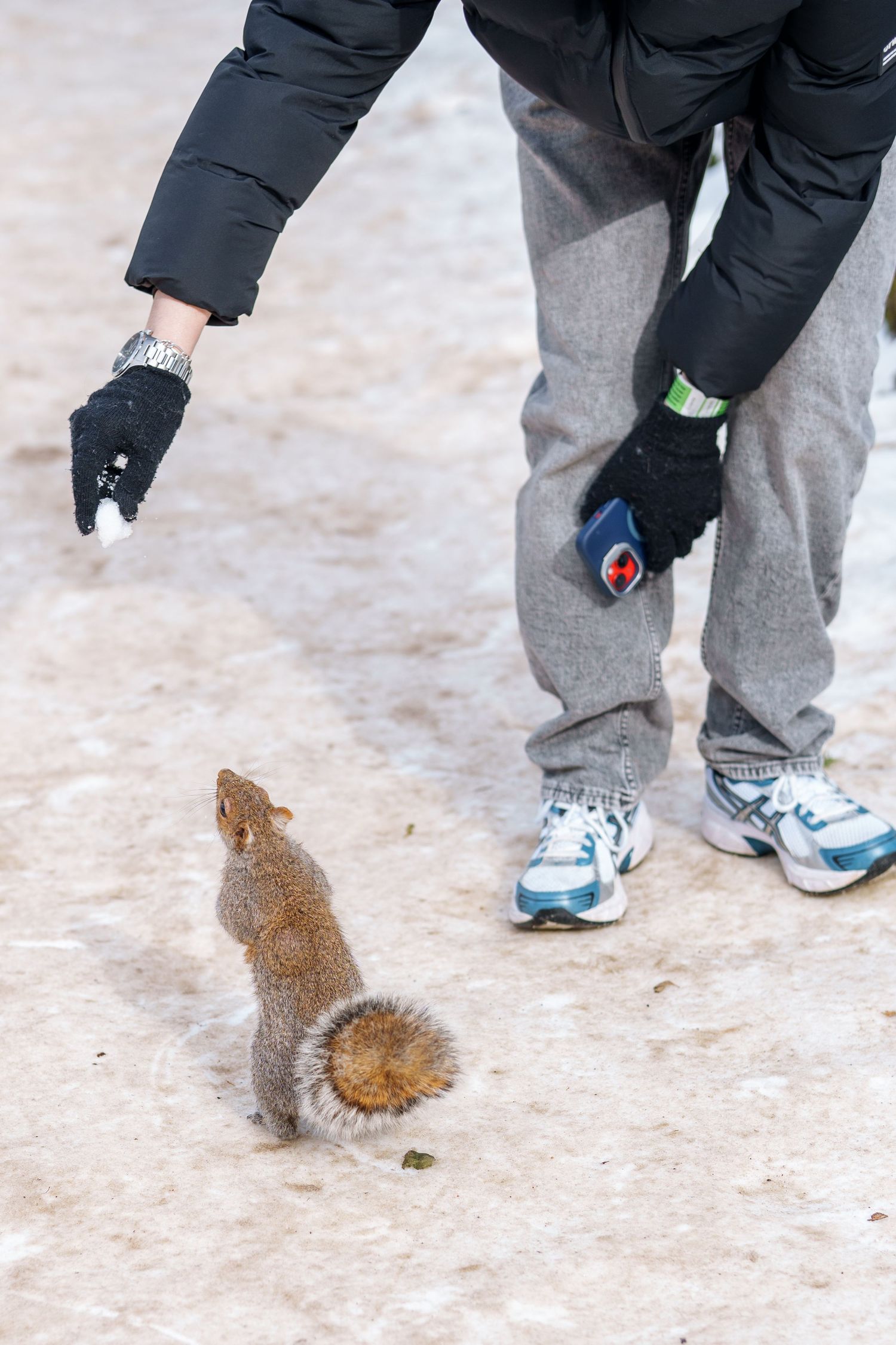Person in winter gloves reaching down toward a curious squirrel on snowy ground.