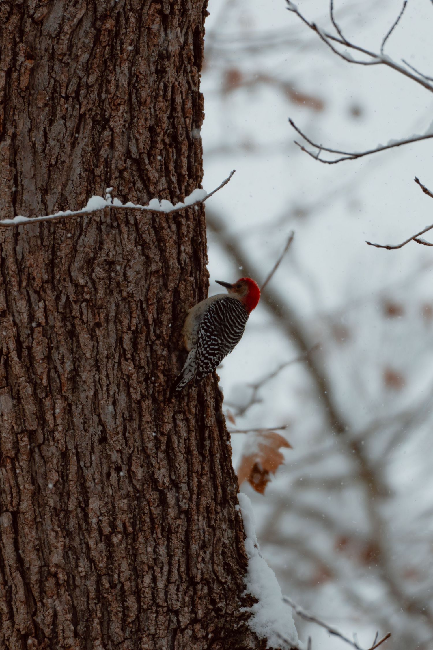 Red-bellied woodpecker gripping the side of a large tree trunk during winter snowfall.