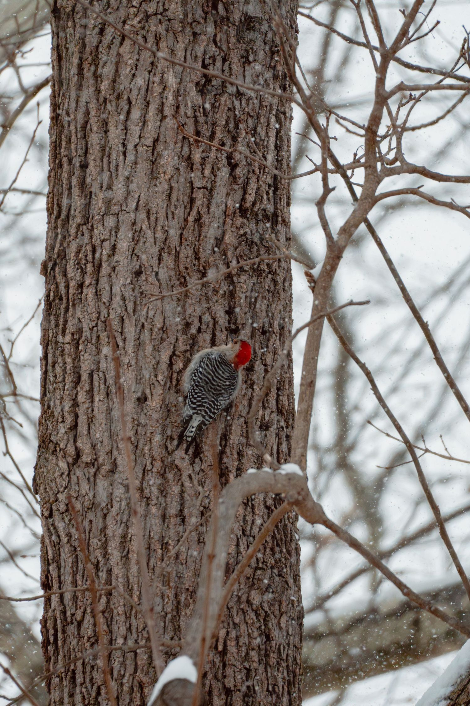 Red-bellied woodpecker clinging to bark of large tree in snowfall.