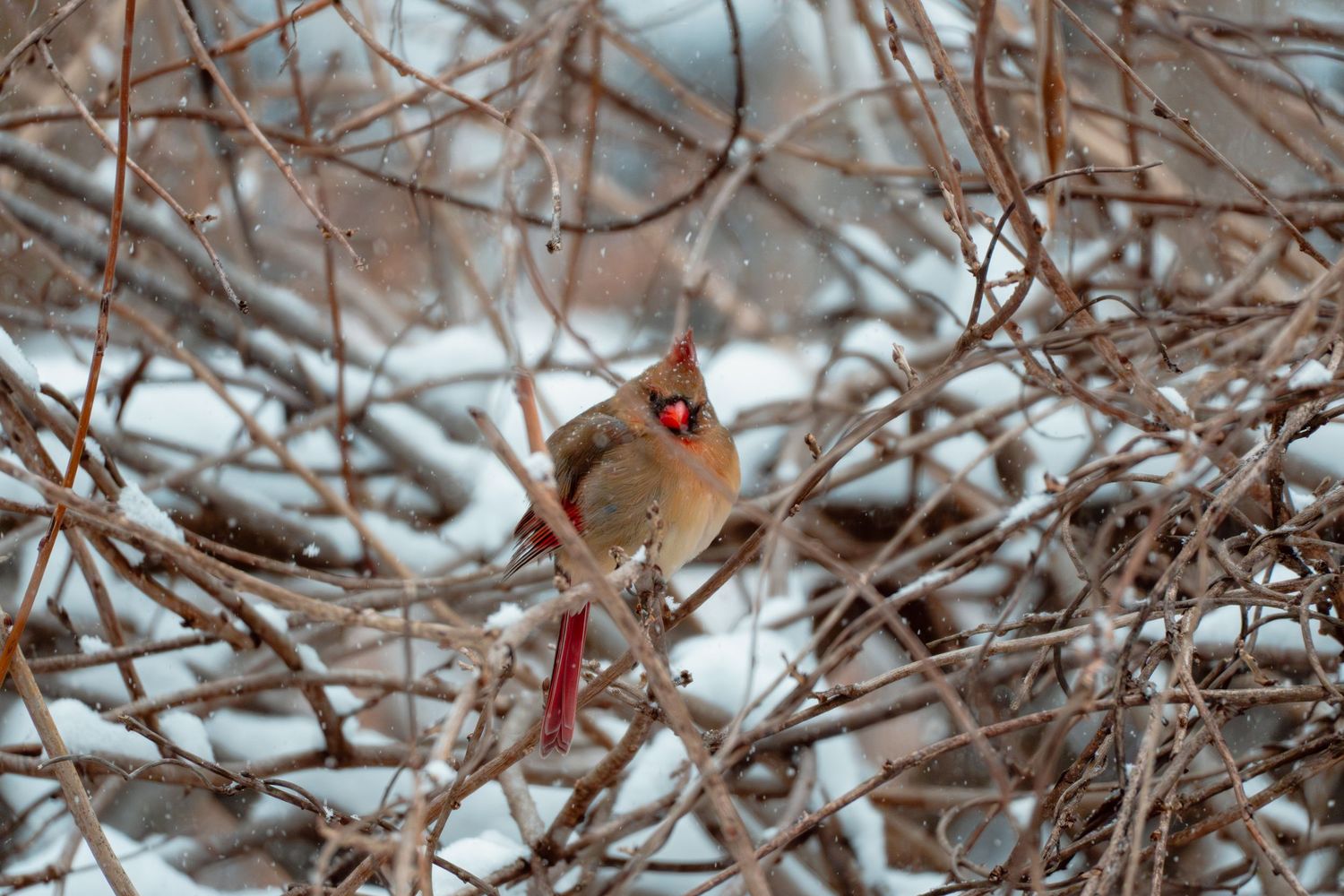 A female northern cardinal with red accents perched on bare snowy branches in winter.
