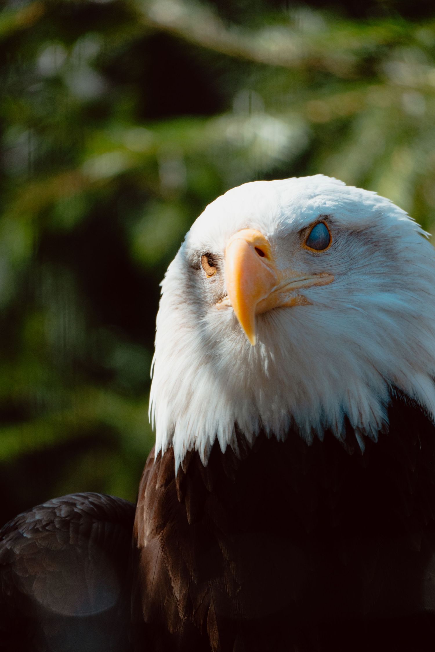 Close-up portrait of a bald eagle with striking blue and brown eyes against green foliage.