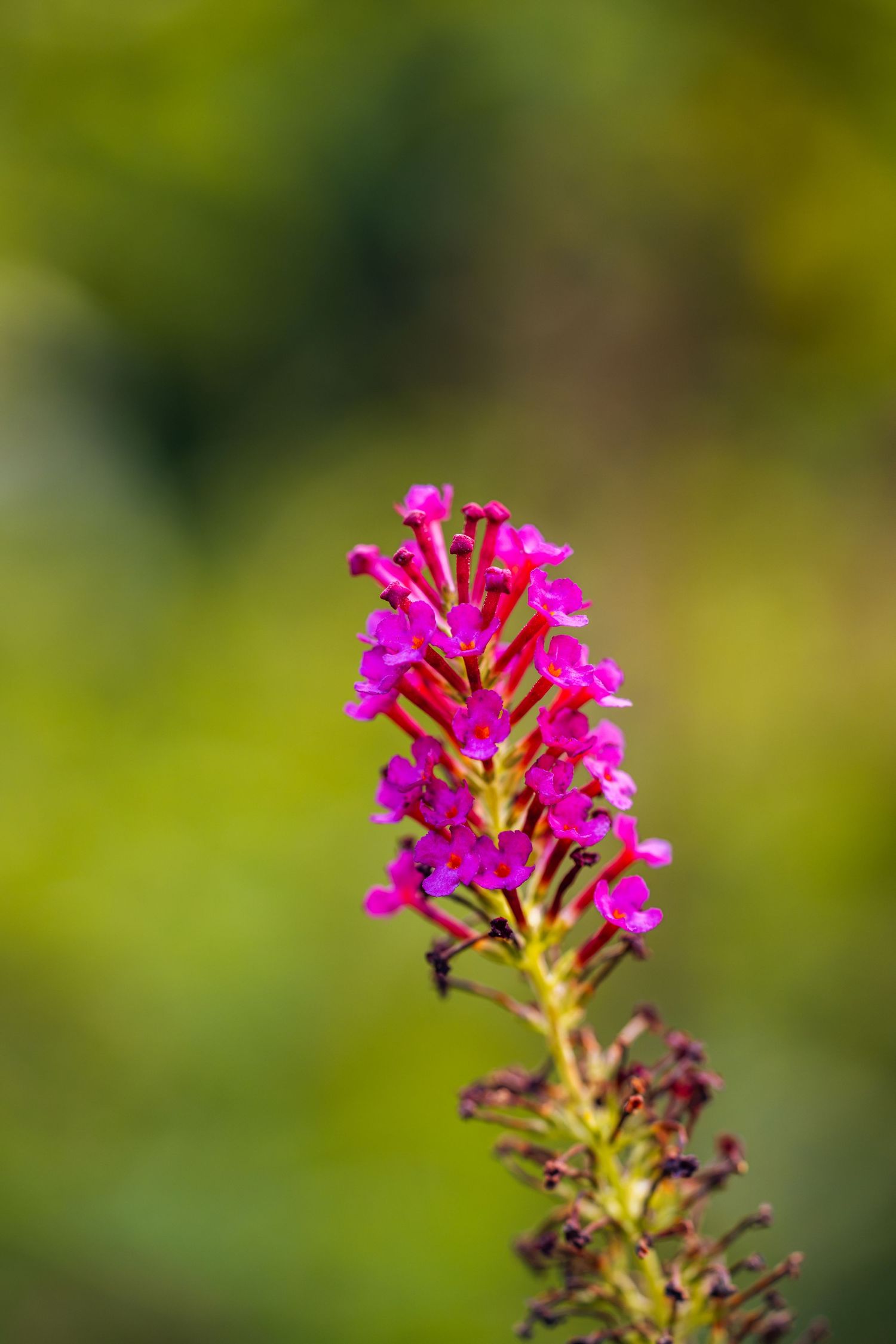 Vibrant pink wildflower spike in full bloom against a soft green bokeh background.
