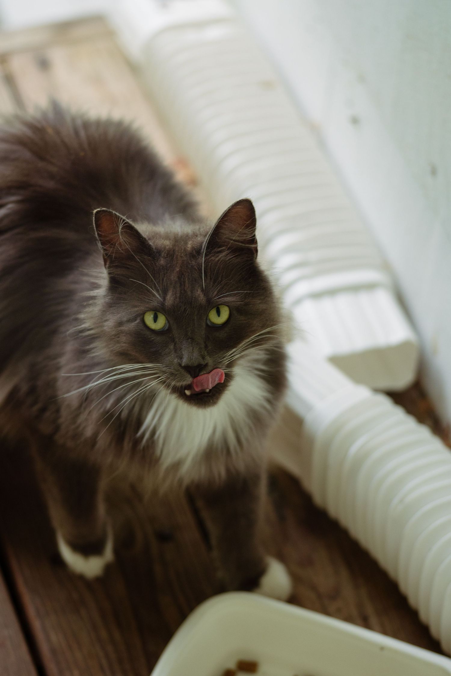 Long-haired gray cat with green eyes licking its lips while standing on a wooden floor near food bowl.