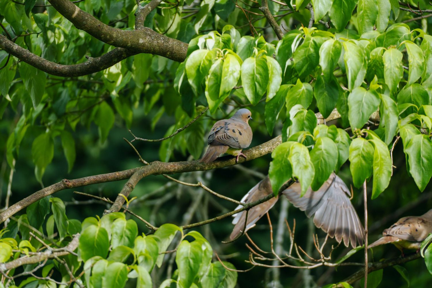 Two mourning doves perched on a tree branch surrounded by lush green leaves, one with wings spread.